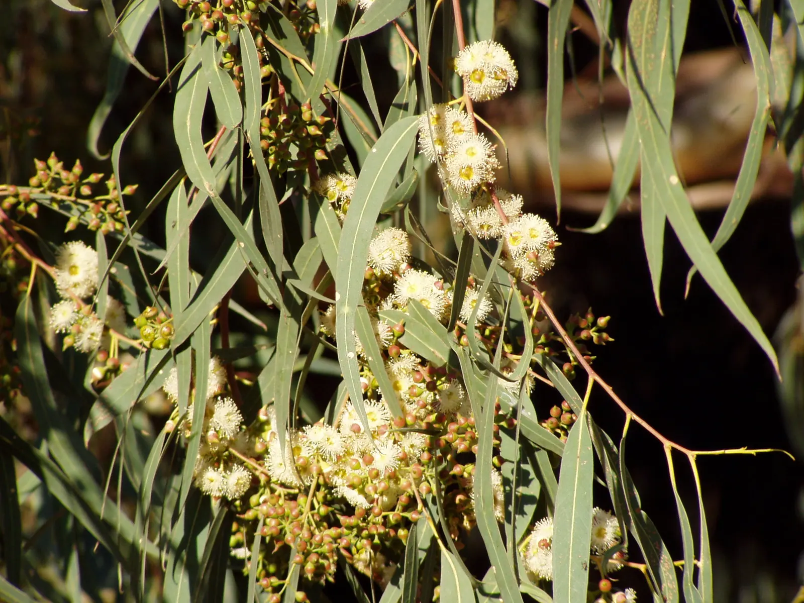 Red Gum (Eucalyptus Camaldulensis) — the Red Gum blossoms with white to cream flowers; with a canopy spread of up to 80 feet