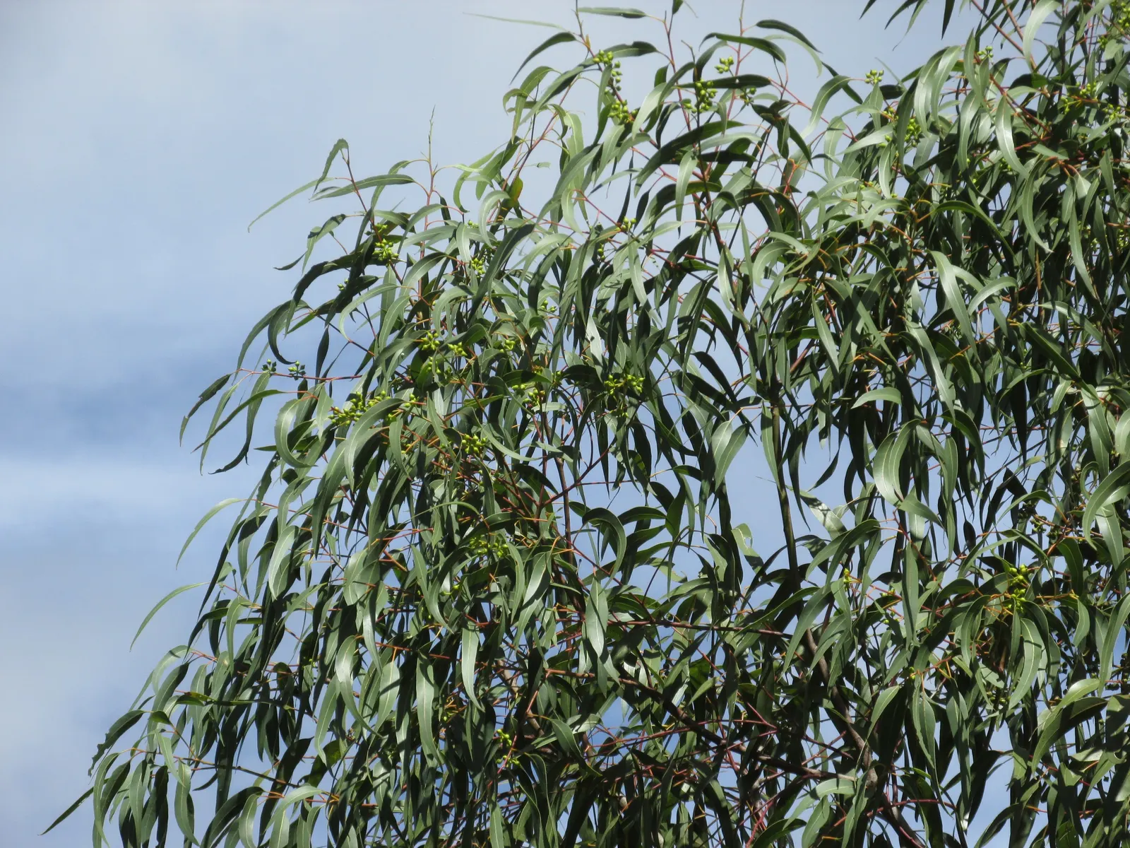 Red Gum (Eucalyptus Camaldulensis) — and reddish-browns beneath; offering a nectar-rich resource for local fauna, image 57