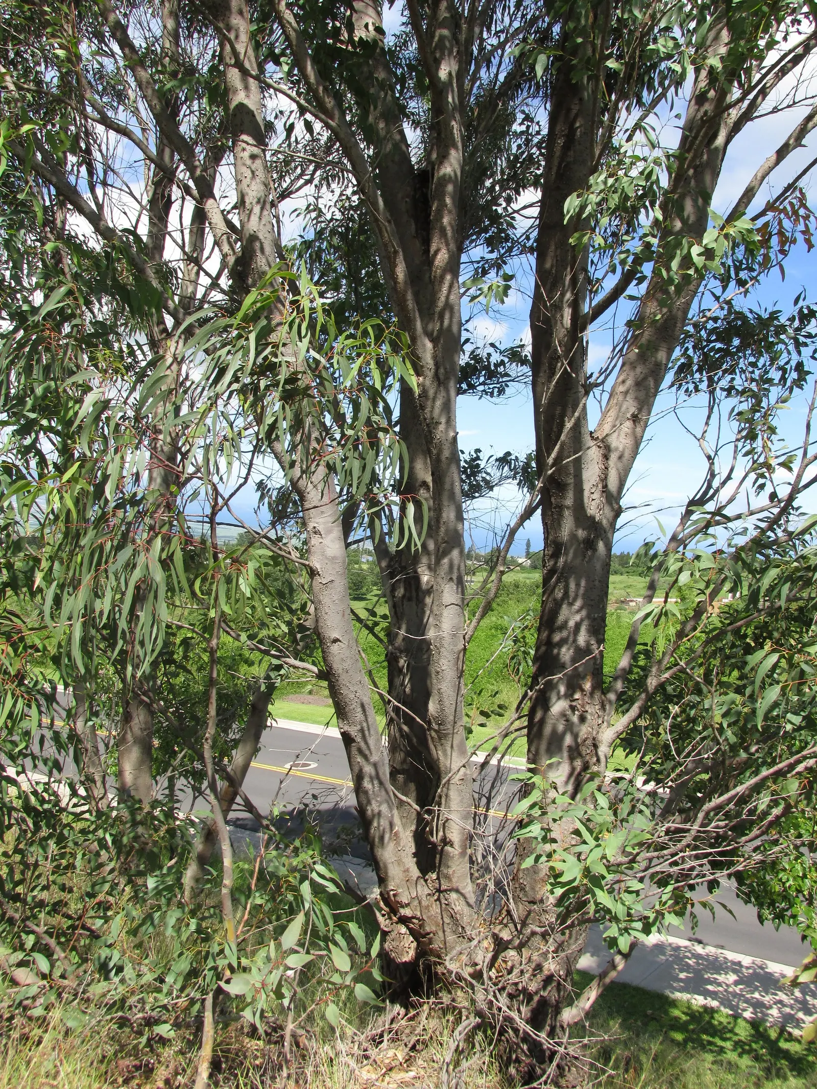 Red Gum (Eucalyptus Camaldulensis) — unmistakable bark peels away in strips to reveal a patchwork of grays; with a canopy spread of up to 80 feet, image 77