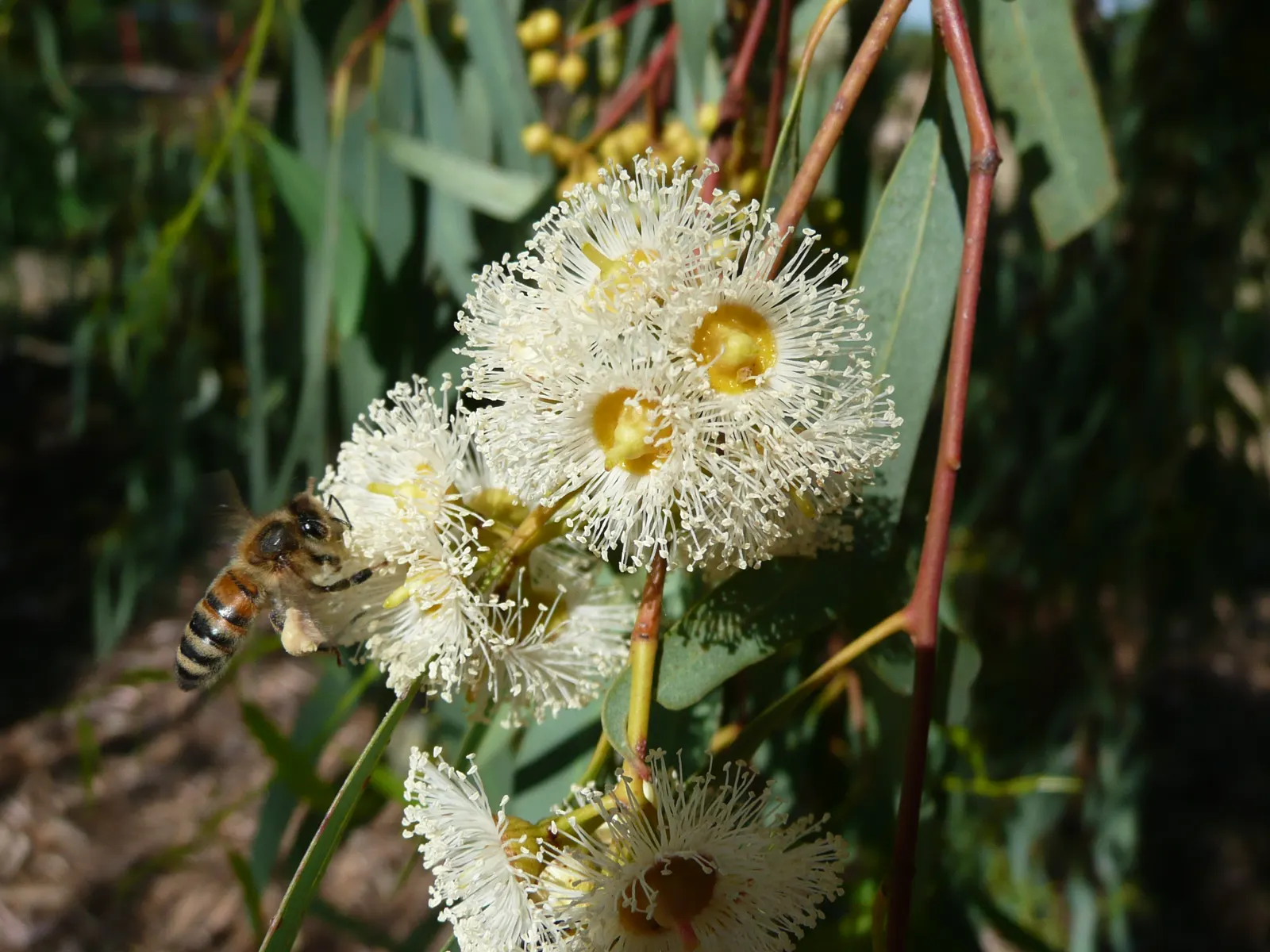 Red Gum (Eucalyptus Camaldulensis) — reaching up to 180 feet tall; with a canopy spread of up to 80 feet, image 44