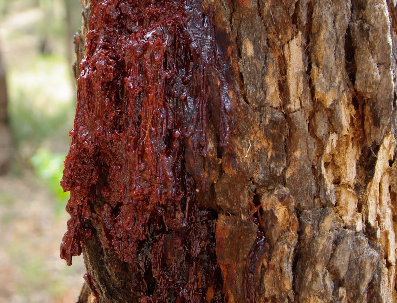 Red Gum (Eucalyptus Camaldulensis) — Requires ample space and minimal maintenance, ideal for expansive landscapes