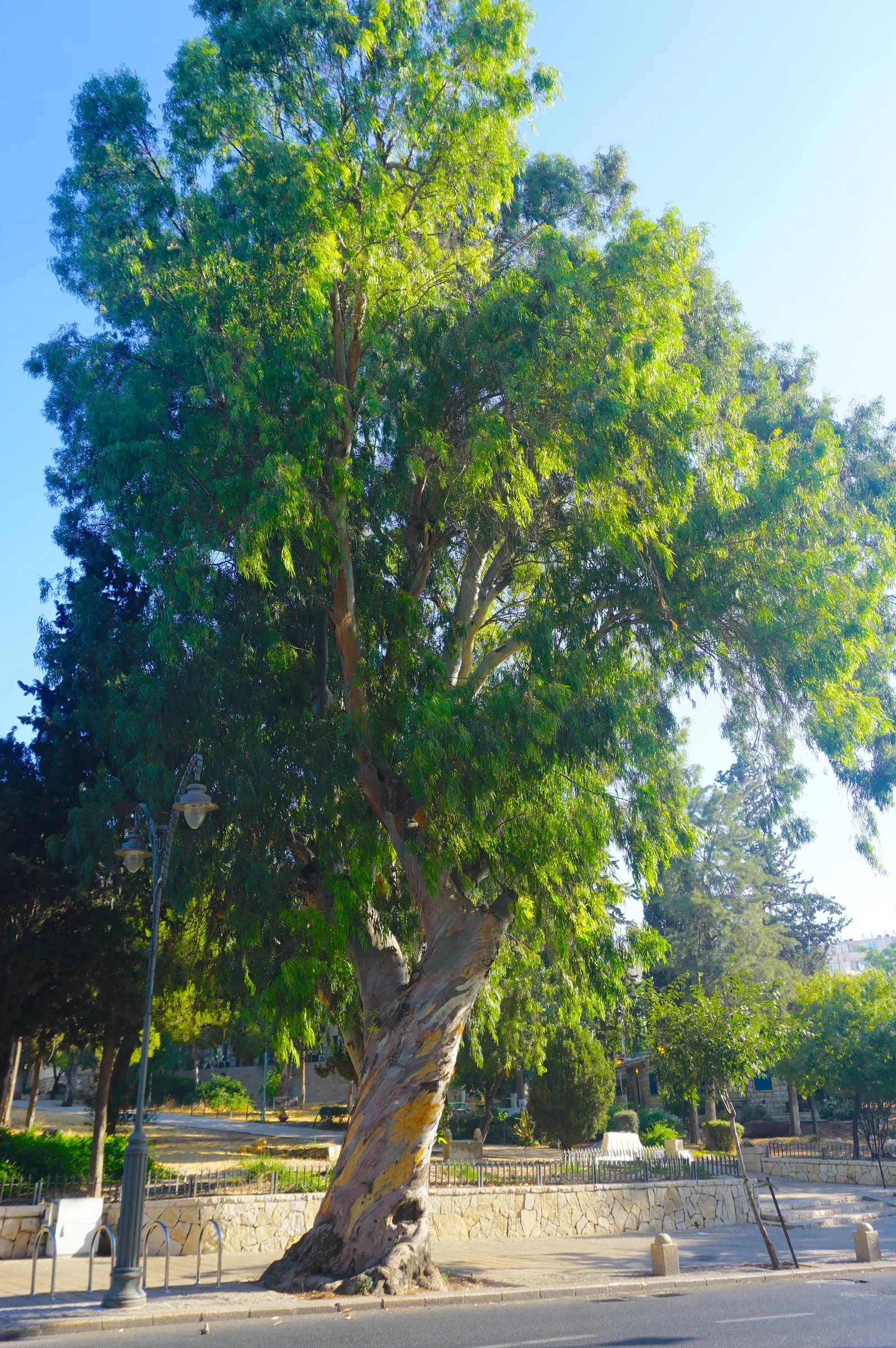 Red Gum (Eucalyptus Camaldulensis) — Adaptable to various soils, it thrives in full sun and provides excellent shade, image 46