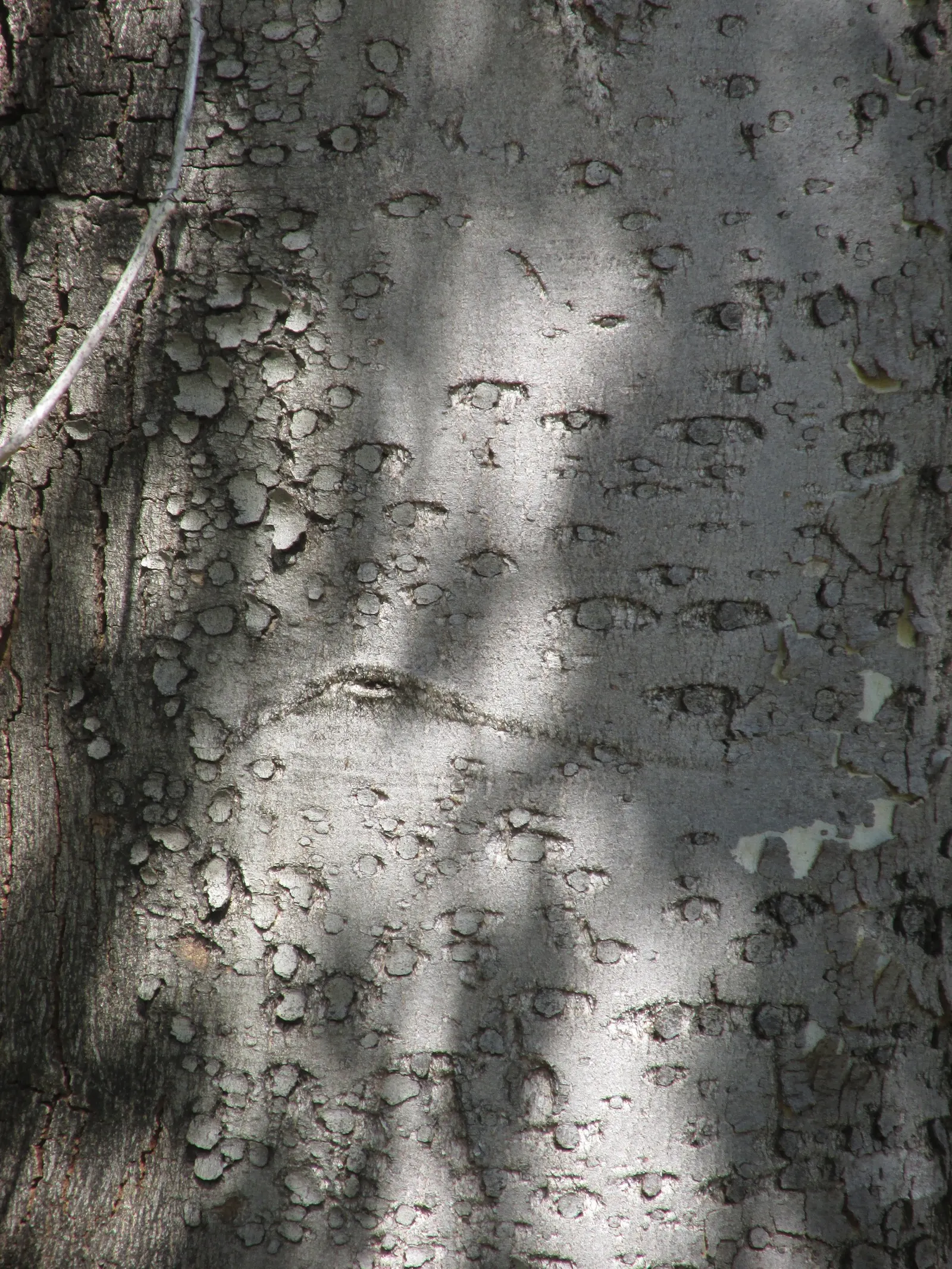Red Gum (Eucalyptus Camaldulensis) — commonly known as the Red Gum; adaptable to various soils, it thrives in full sun and provides excellent shade, image 49