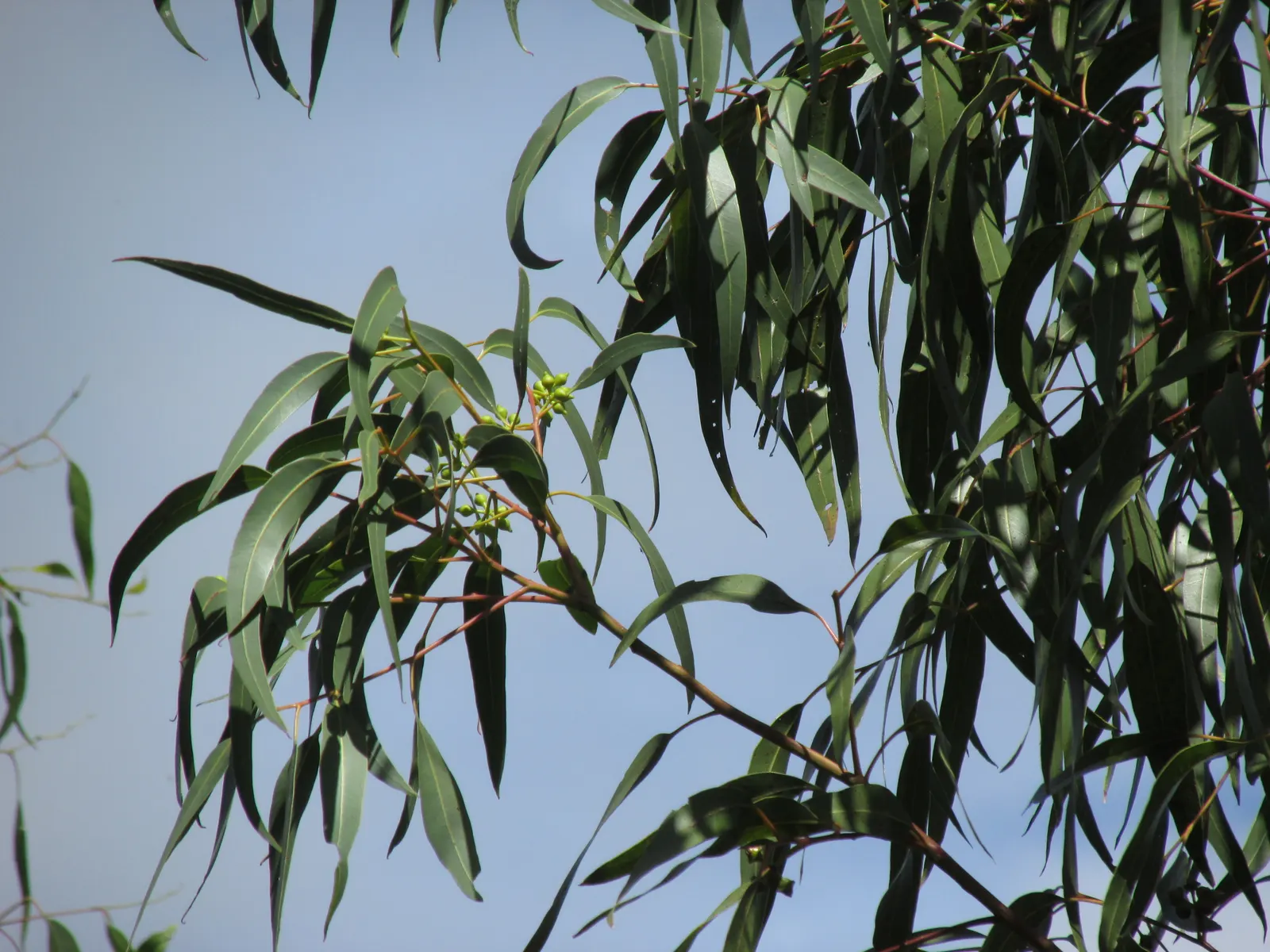 Red Gum (Eucalyptus Camaldulensis) — with a canopy spread of up to 80 feet, image 53