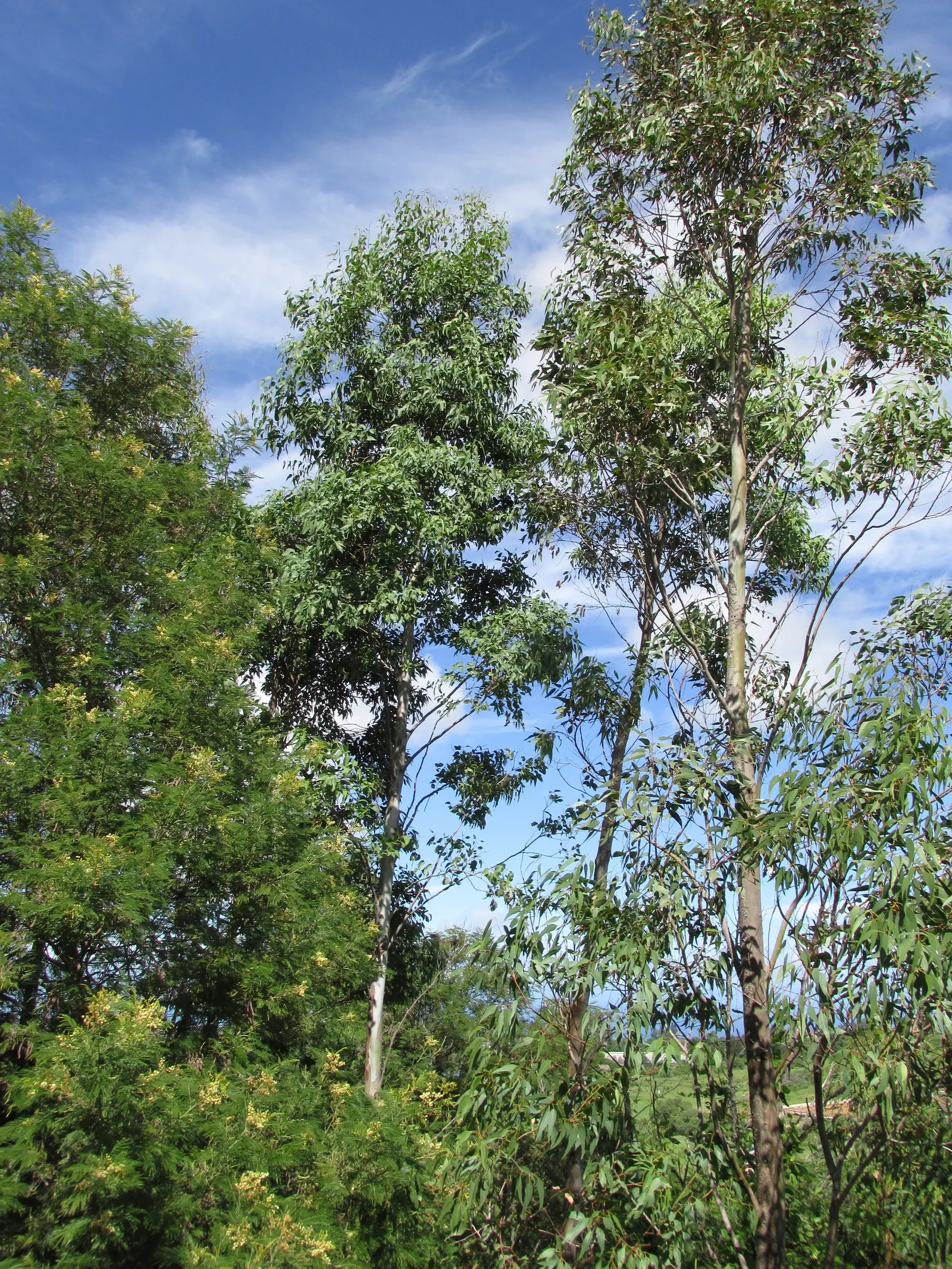 Red Gum (Eucalyptus Camaldulensis) — Requires ample space and minimal maintenance, ideal for expansive landscapes; offering a nectar-rich resource, image 48