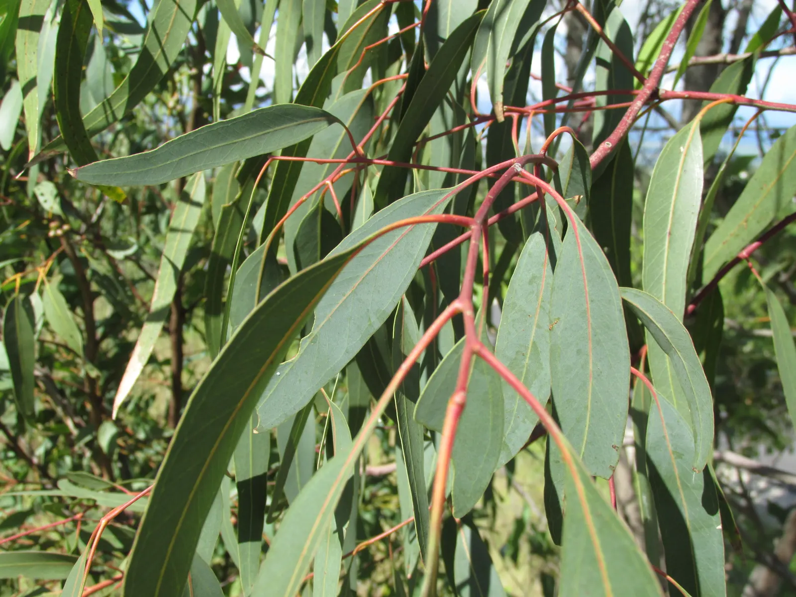 Red Gum (Eucalyptus Camaldulensis) — Growing to heights of 100-140 feet; adaptable to various soils, it thrives in full sun and provides excellent, image 52