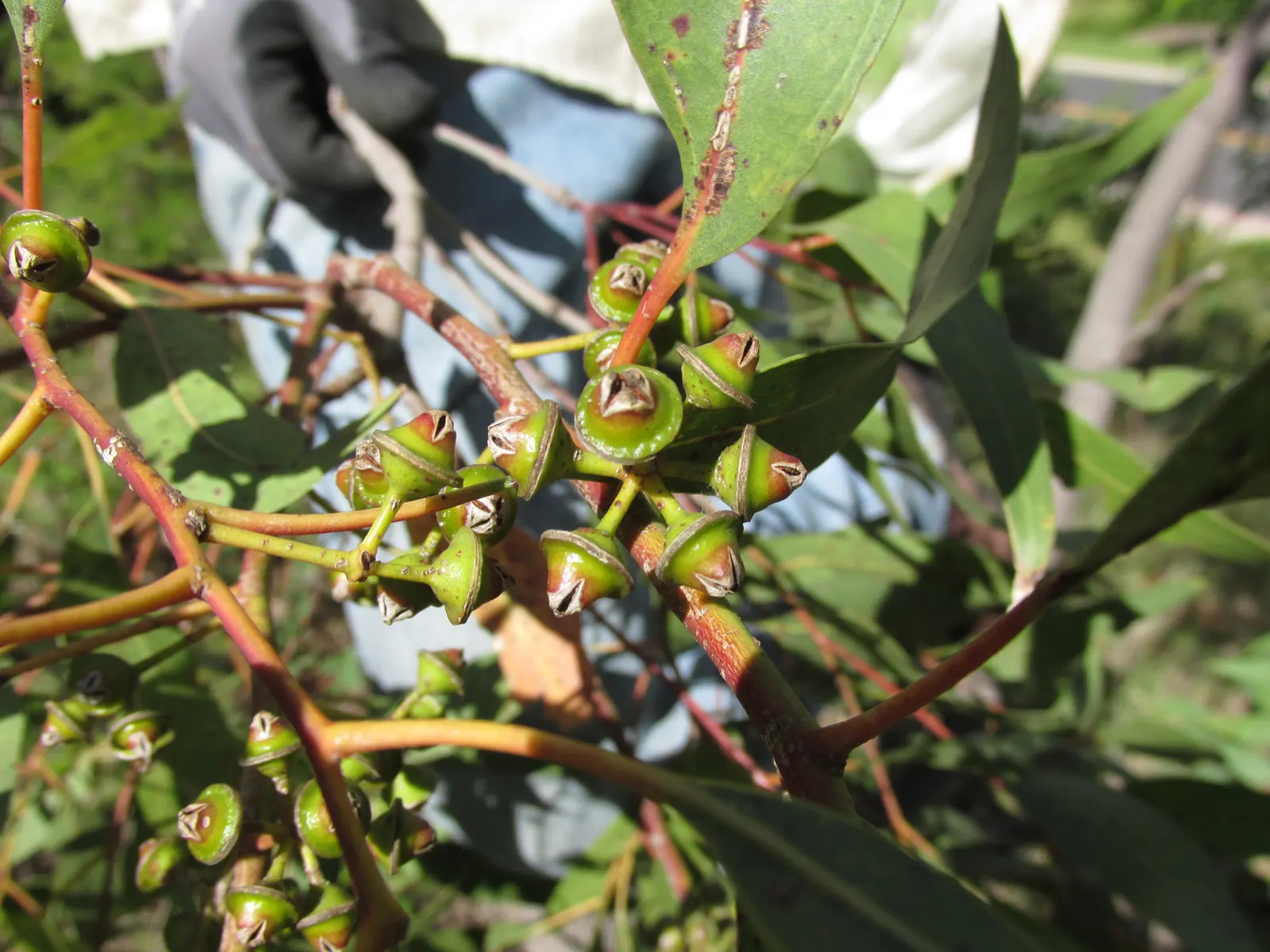Red Gum (Eucalyptus Camaldulensis) — Red Gums thrive in full sun and cope well with drought once established; offering a nectar-rich resource for, image 54