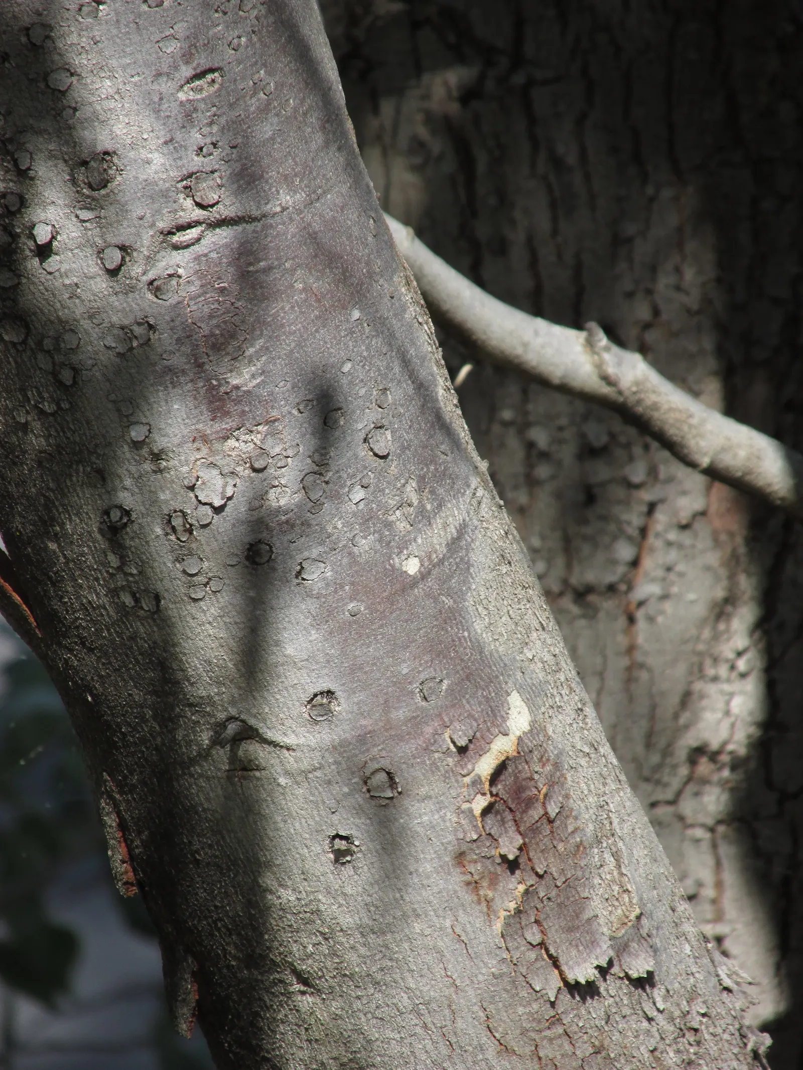 Red Gum (Eucalyptus Camaldulensis) — The lance-shaped leaves offer a refreshing eucalyptus scent, while its white flowers attract pollinators; with, image 47