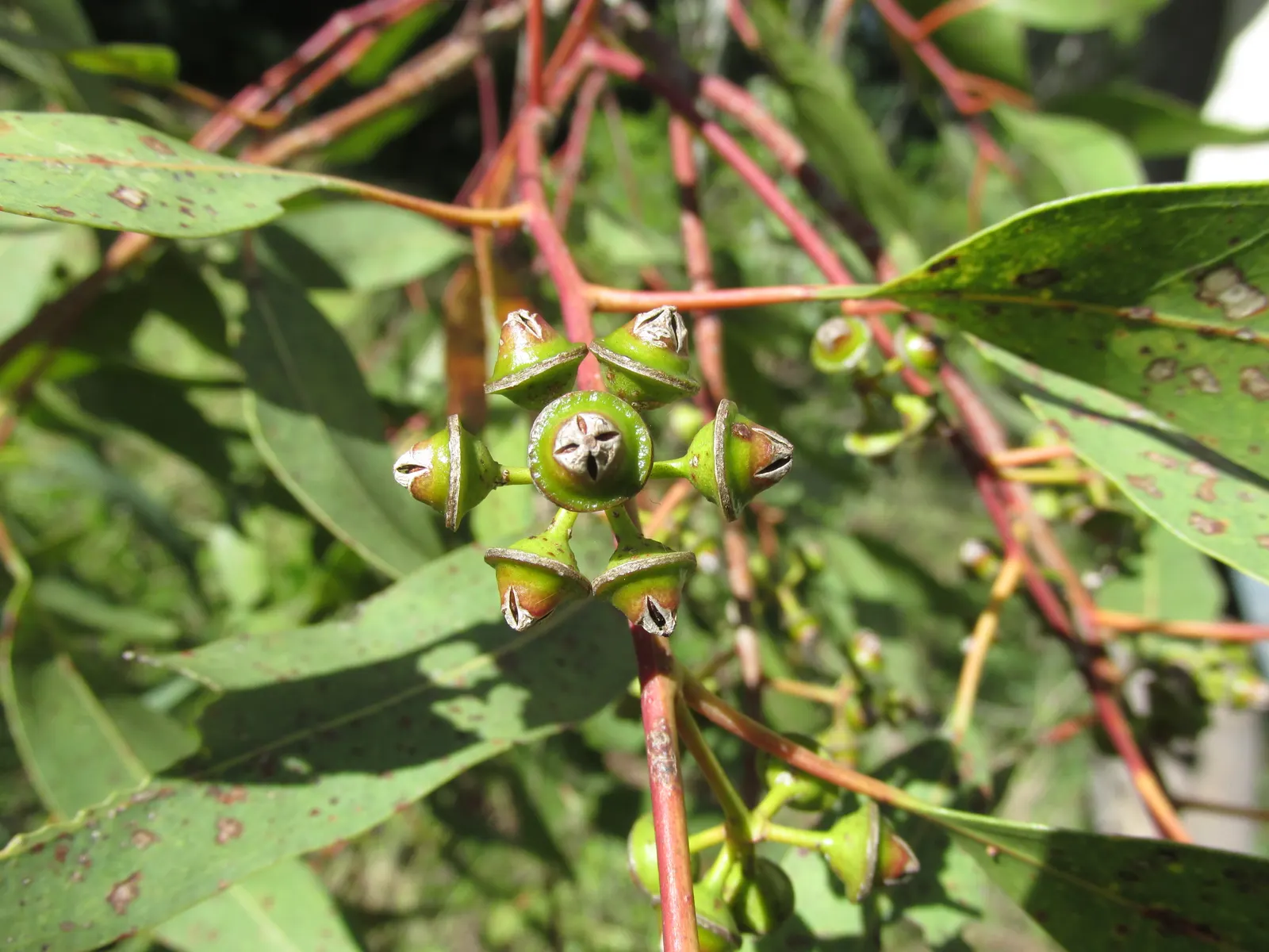 Red Gum (Eucalyptus Camaldulensis) — indicative of their Australian origins; adaptable to various soils, it thrives in full sun and provides, image 55
