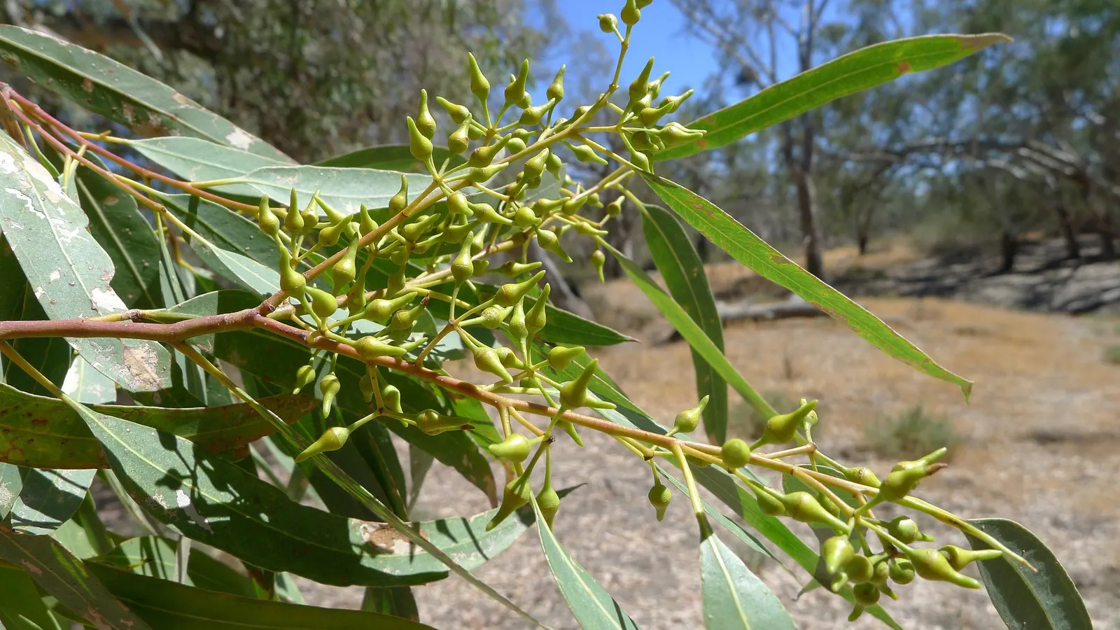 Red Gum (Eucalyptus Camaldulensis) — thus encouraging biodiversity within the garden.<br><br>For designers; adaptable to various soils, it thrives in full sun