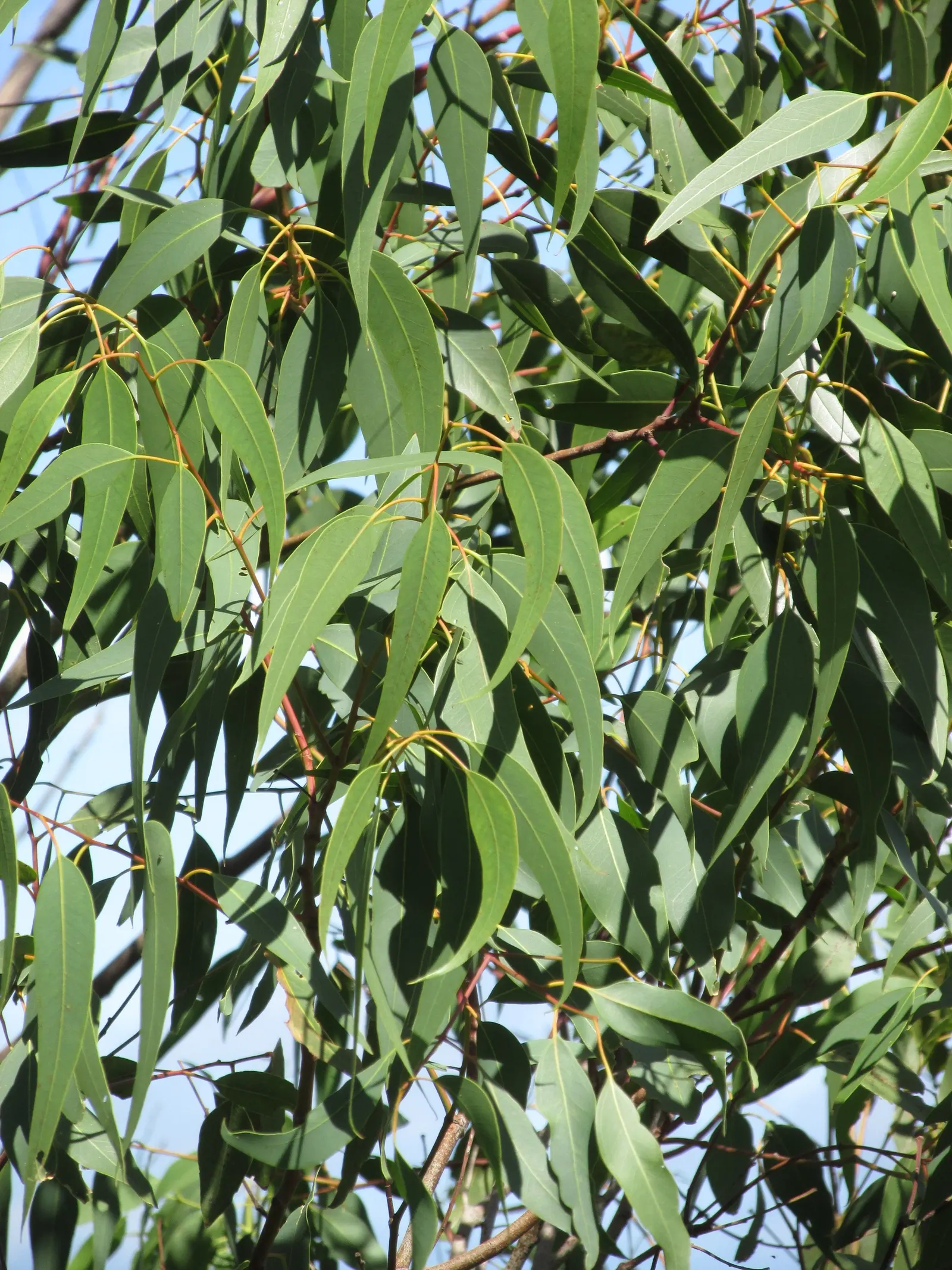 Red Gum (Eucalyptus Camaldulensis) — unmistakable bark peels away in strips to reveal a patchwork of grays; with a canopy spread of up to 80 feet, image 56