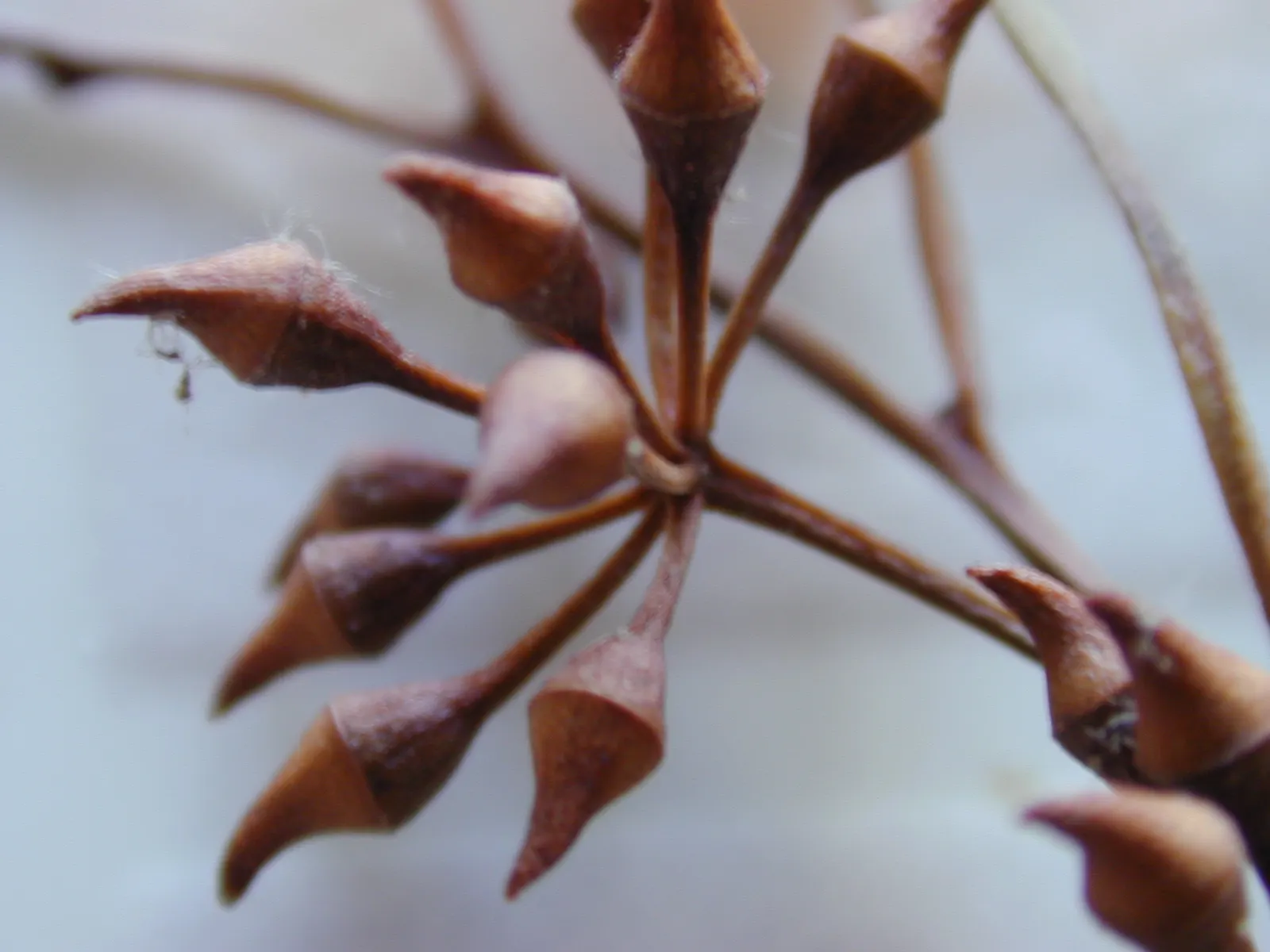 Red Gum (Eucalyptus Camaldulensis) — is an iconic Australian tree favored for its robust form and adaptability