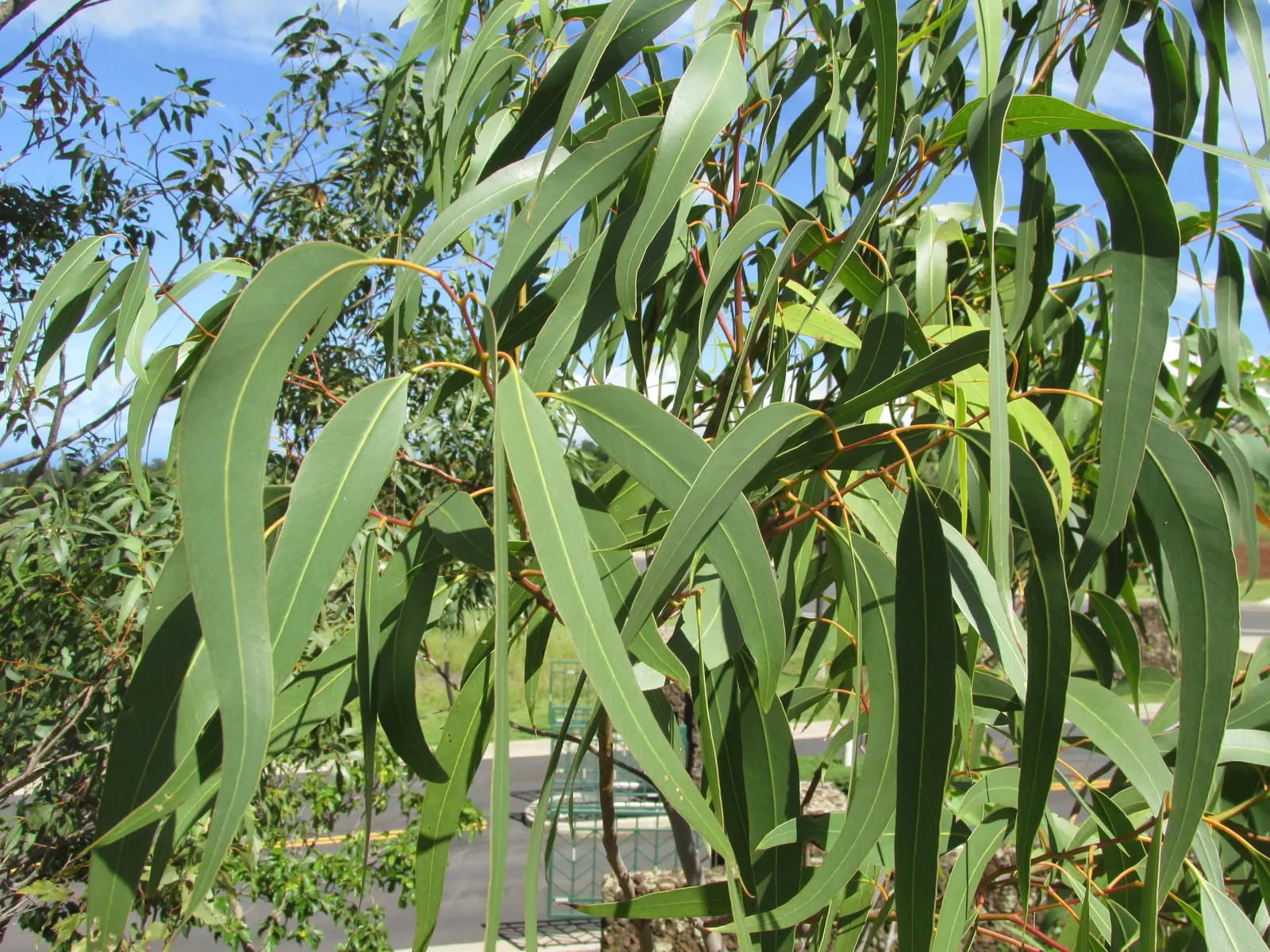 Red Gum (Eucalyptus Camaldulensis) — making it an exceptional choice for landscape designs seeking a blend of aesthetic appeal and practicality, image 51