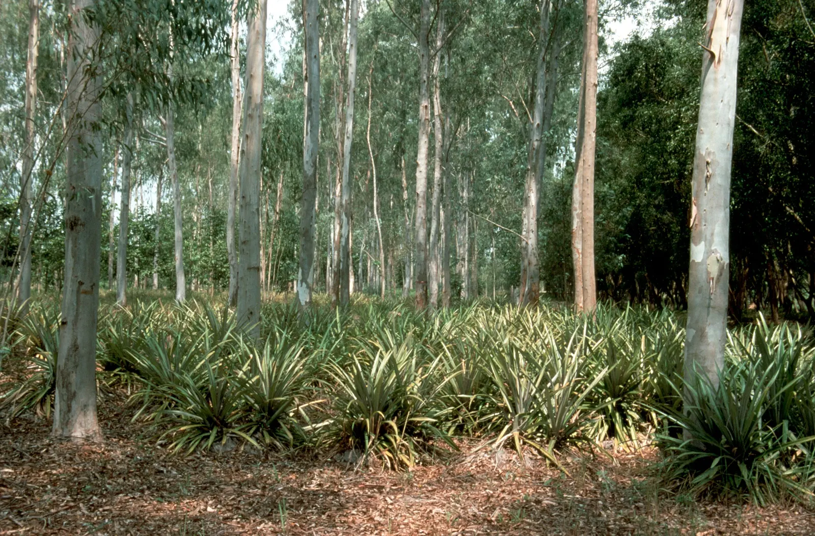 Red Gum (Eucalyptus Camaldulensis) — tree for full; offering a nectar-rich resource for local fauna