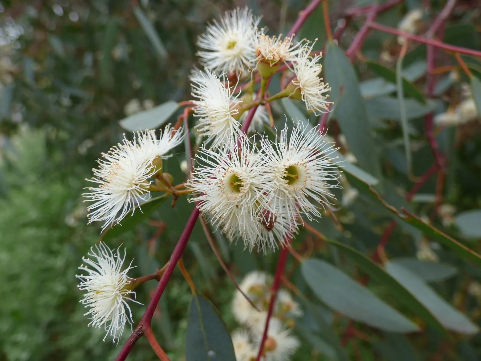 Red Gum (Eucalyptus Camaldulensis) — offering a nectar-rich resource for local fauna, image 39