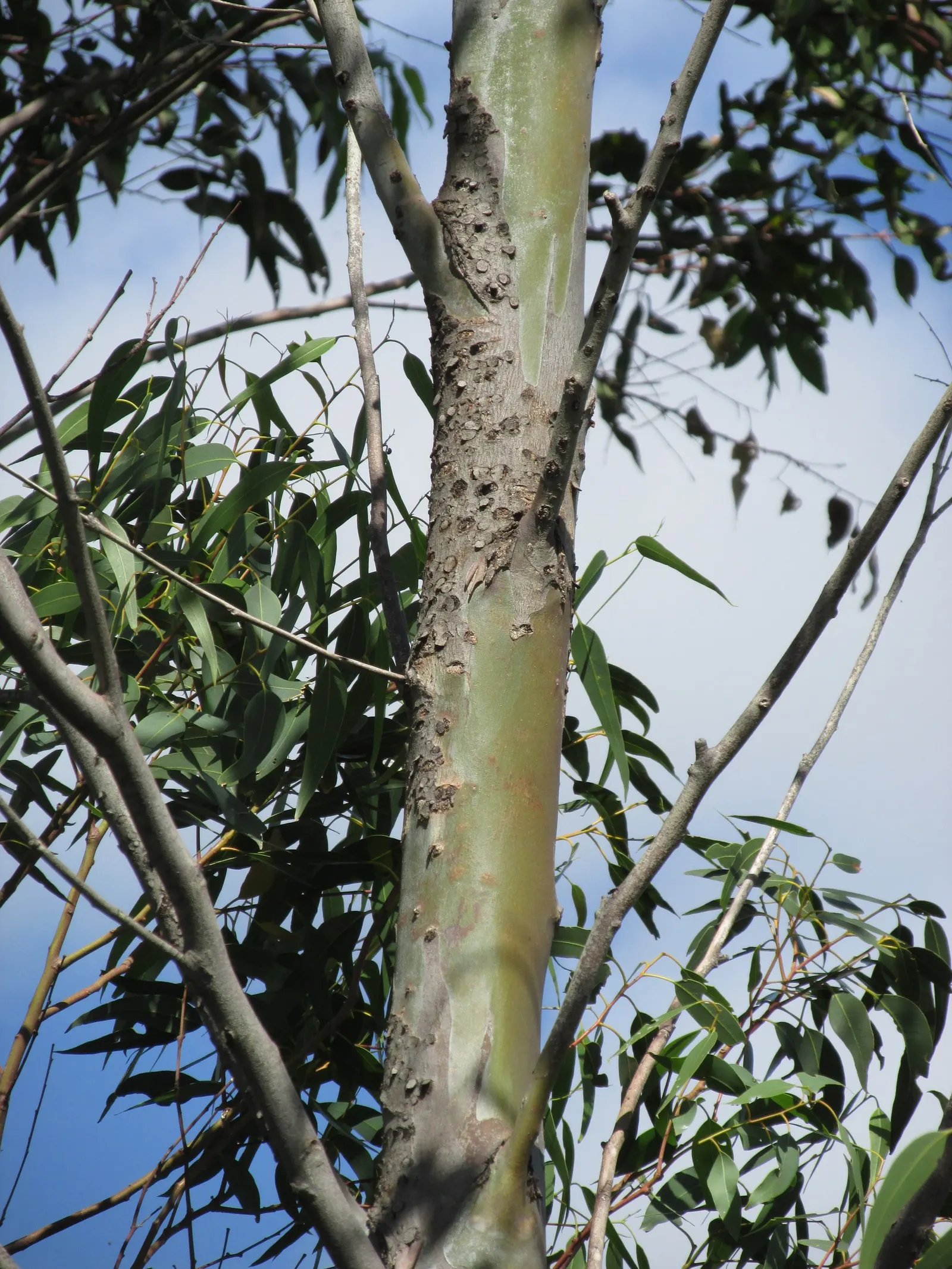 Red Gum (Eucalyptus Camaldulensis) — is an iconic Australian tree favored for its robust form and adaptability; with a canopy spread of up to 80, image 50