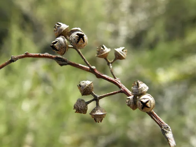 Red Gum (Eucalyptus Camaldulensis) — and reddish-browns beneath; offering a nectar-rich resource for local fauna