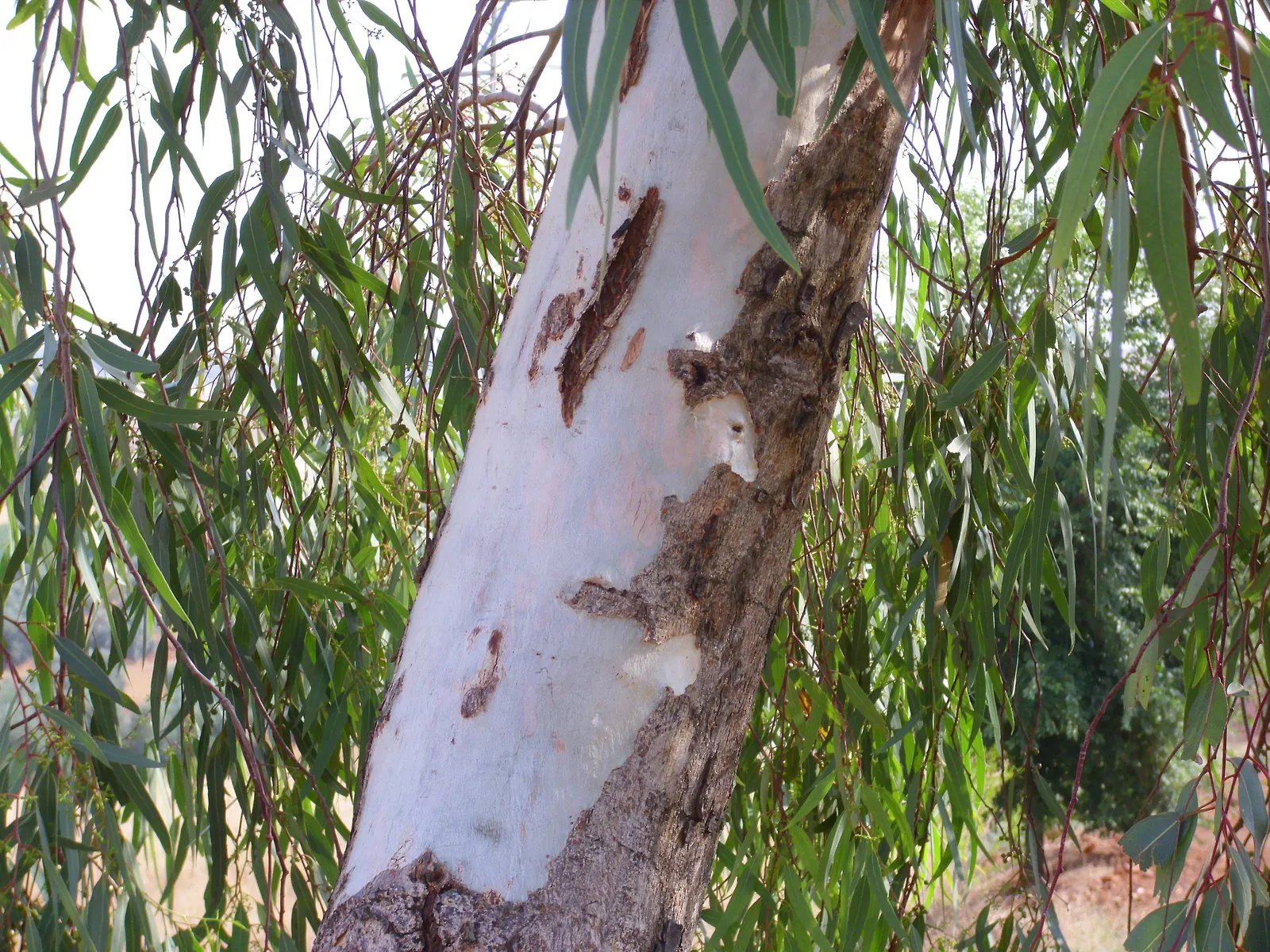 Red Gum (Eucalyptus Camaldulensis) — is an iconic Australian tree favored for its robust form and adaptability; with a canopy spread of up to 80 feet