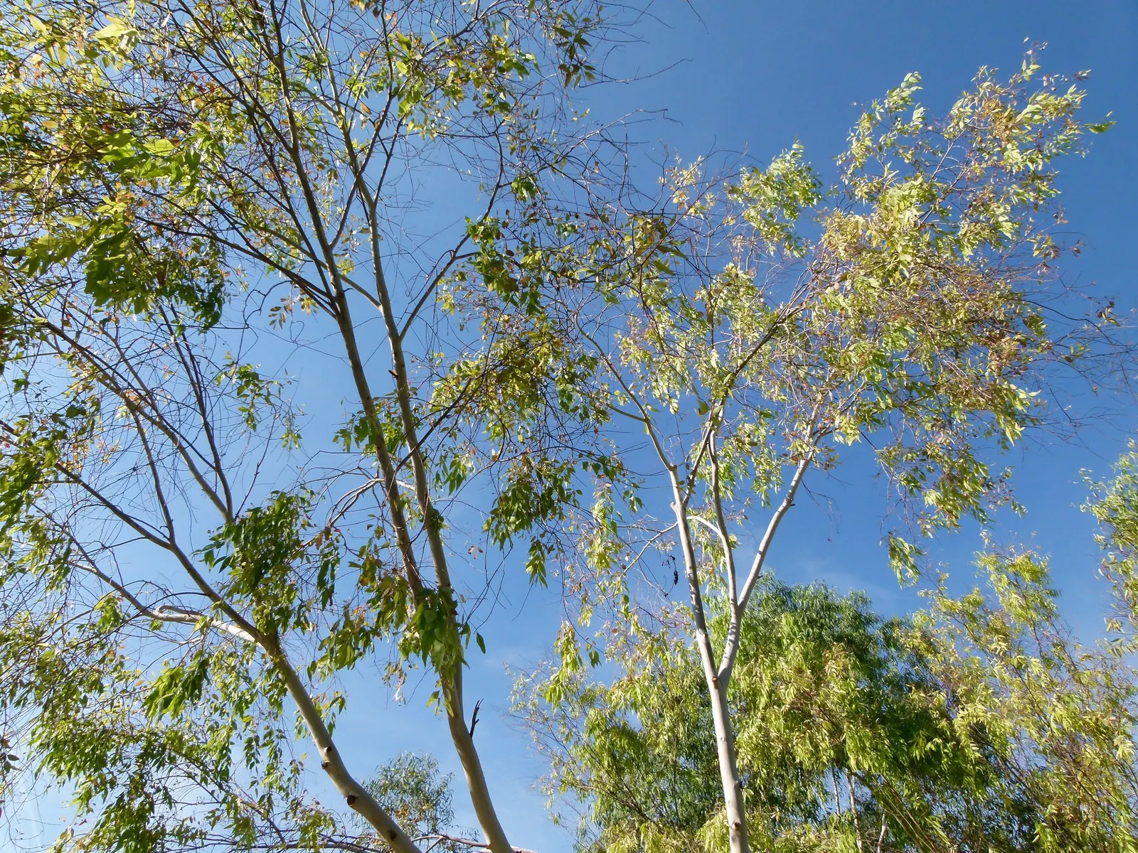 Red Gum (Eucalyptus Camaldulensis) — Requires ample space and minimal maintenance, ideal for expansive landscapes; offering a nectar-rich resource for local