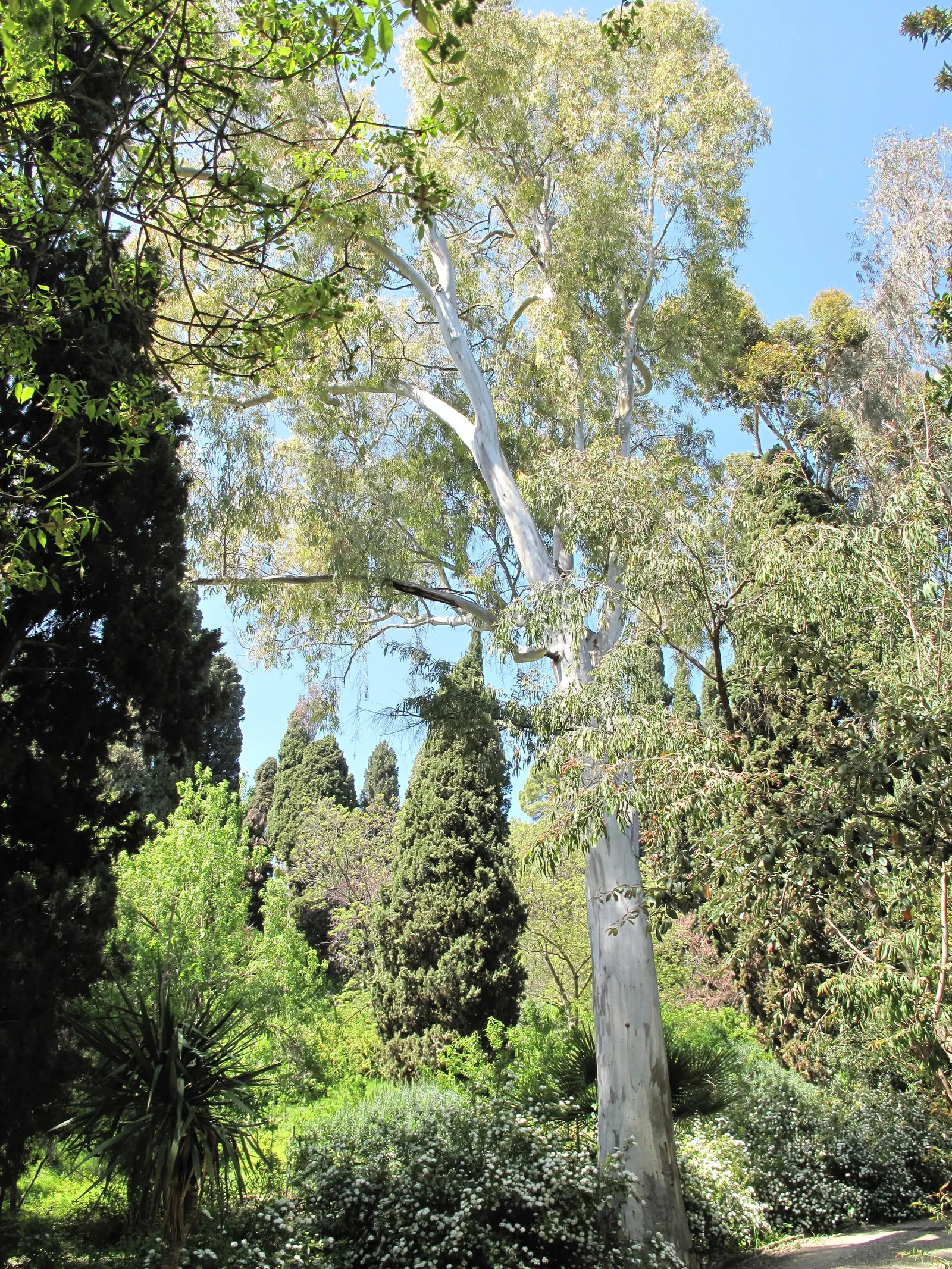 Red Gum (Eucalyptus Camaldulensis) — reaching up to 180 feet tall; with a canopy spread of up to 80 feet