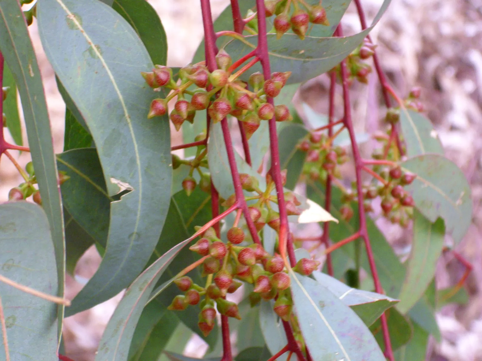 Red Gum (Eucalyptus Camaldulensis) — Its smooth, reddish-bark exfoliates in summer, revealing a striking, multi-hued surface; offering a nectar-rich resource