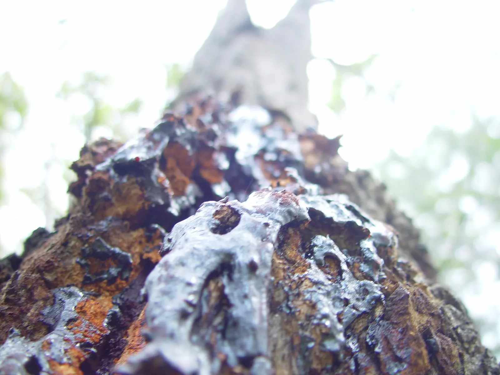 Red Gum (Eucalyptus Camaldulensis) — tree for full