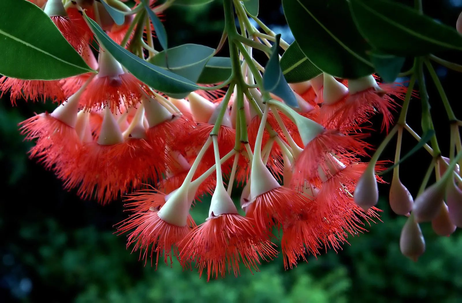 Red Gum (Eucalyptus Camaldulensis) — Adaptable to various soils, it thrives in full sun and provides excellent shade