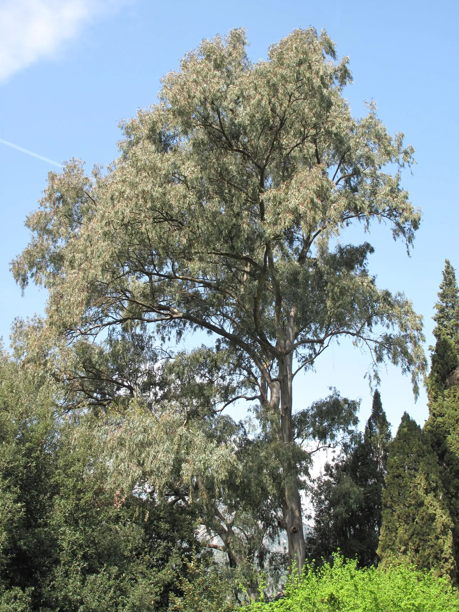 Red Gum (Eucalyptus Camaldulensis) — Adaptable to various soils, it thrives in full sun and provides excellent shade, image 25