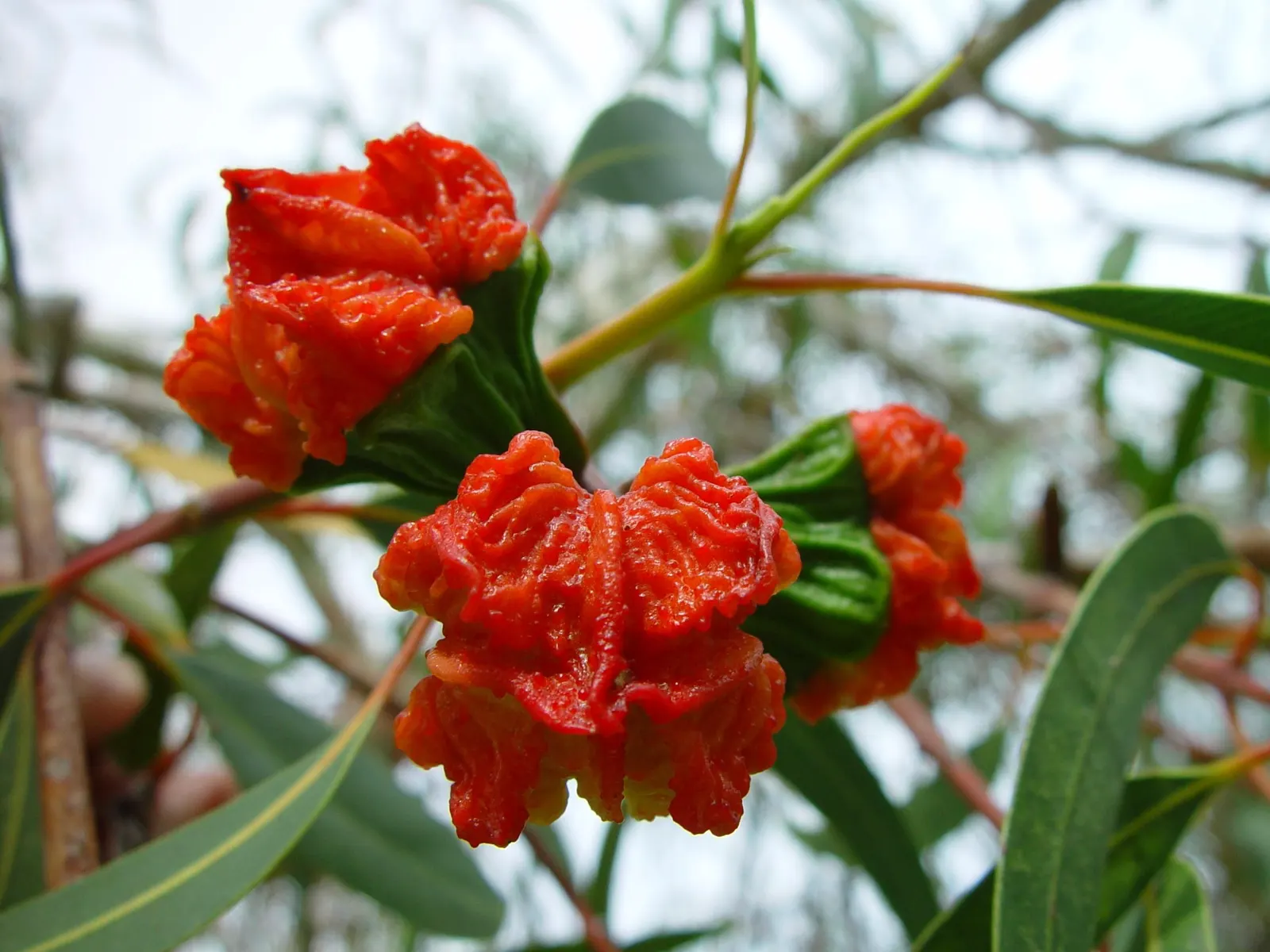 Red Gum (Eucalyptus Camaldulensis) — With its stately presence and seasonal interest