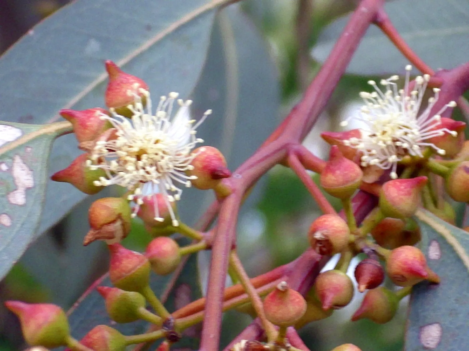 Red Gum (Eucalyptus Camaldulensis) — with a canopy spread of up to 80 feet, image 32
