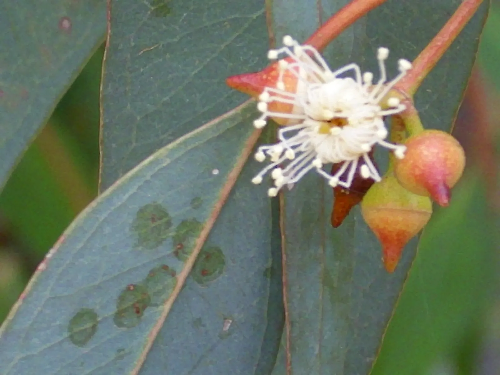 Red Gum (Eucalyptus Camaldulensis) — commonly known as the Red Gum; adaptable to various soils, it thrives in full sun and provides excellent shade