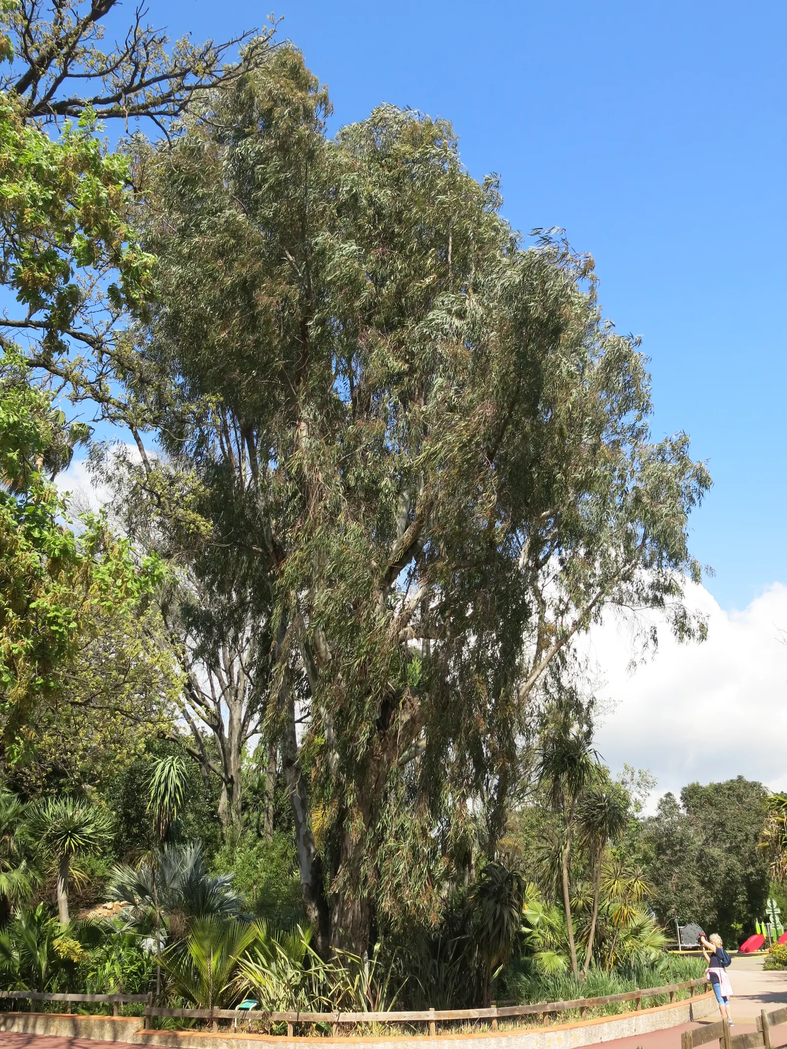 Red Gum (Eucalyptus Camaldulensis) — making it an exceptional choice for landscape designs seeking a blend of aesthetic appeal and practicality; offering a