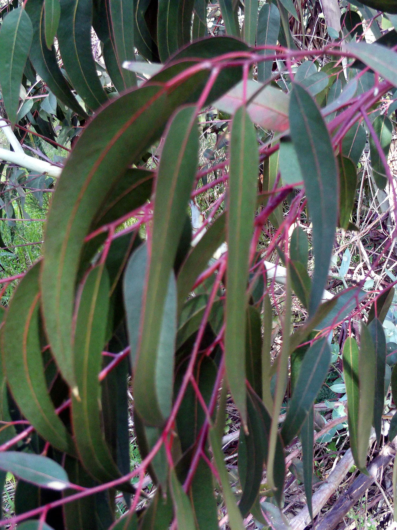 Red Gum (Eucalyptus Camaldulensis) — commonly known as Red Gum; adaptable to various soils, it thrives in full sun and provides excellent shade