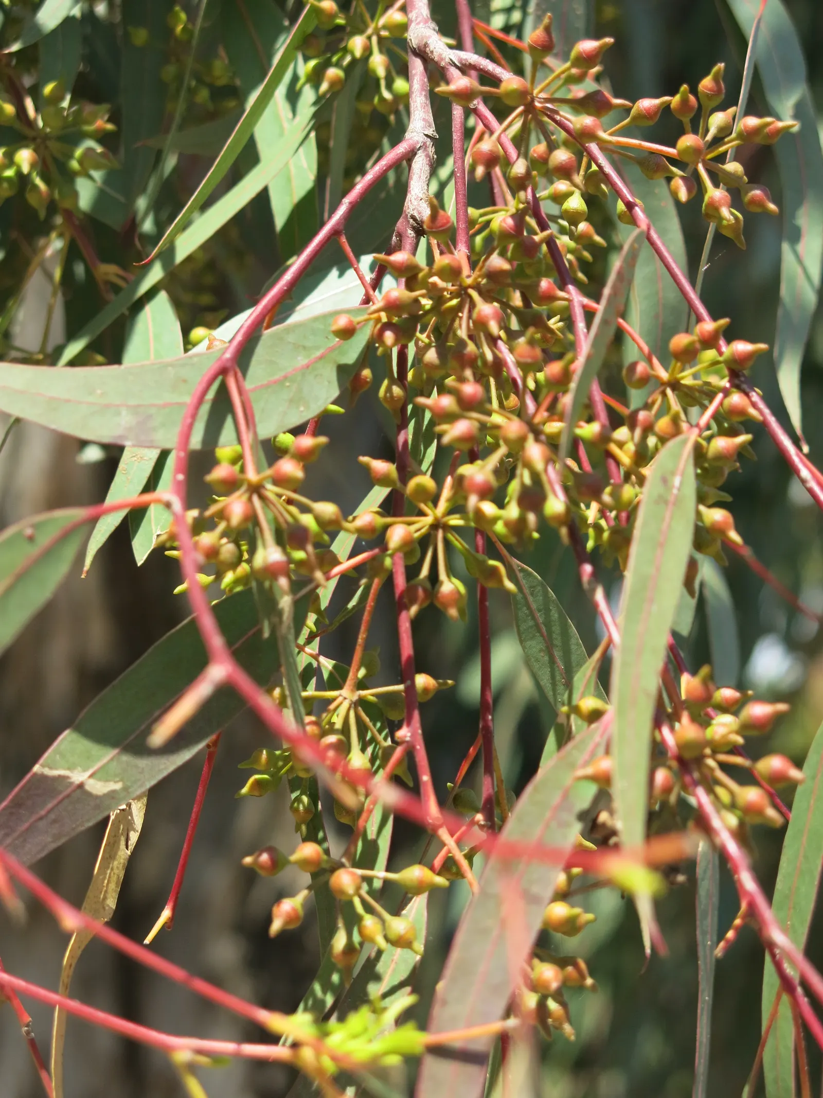 Red Gum (Eucalyptus Camaldulensis) — The lance-shaped leaves offer a refreshing eucalyptus scent, while its white flowers attract pollinators; with a canopy