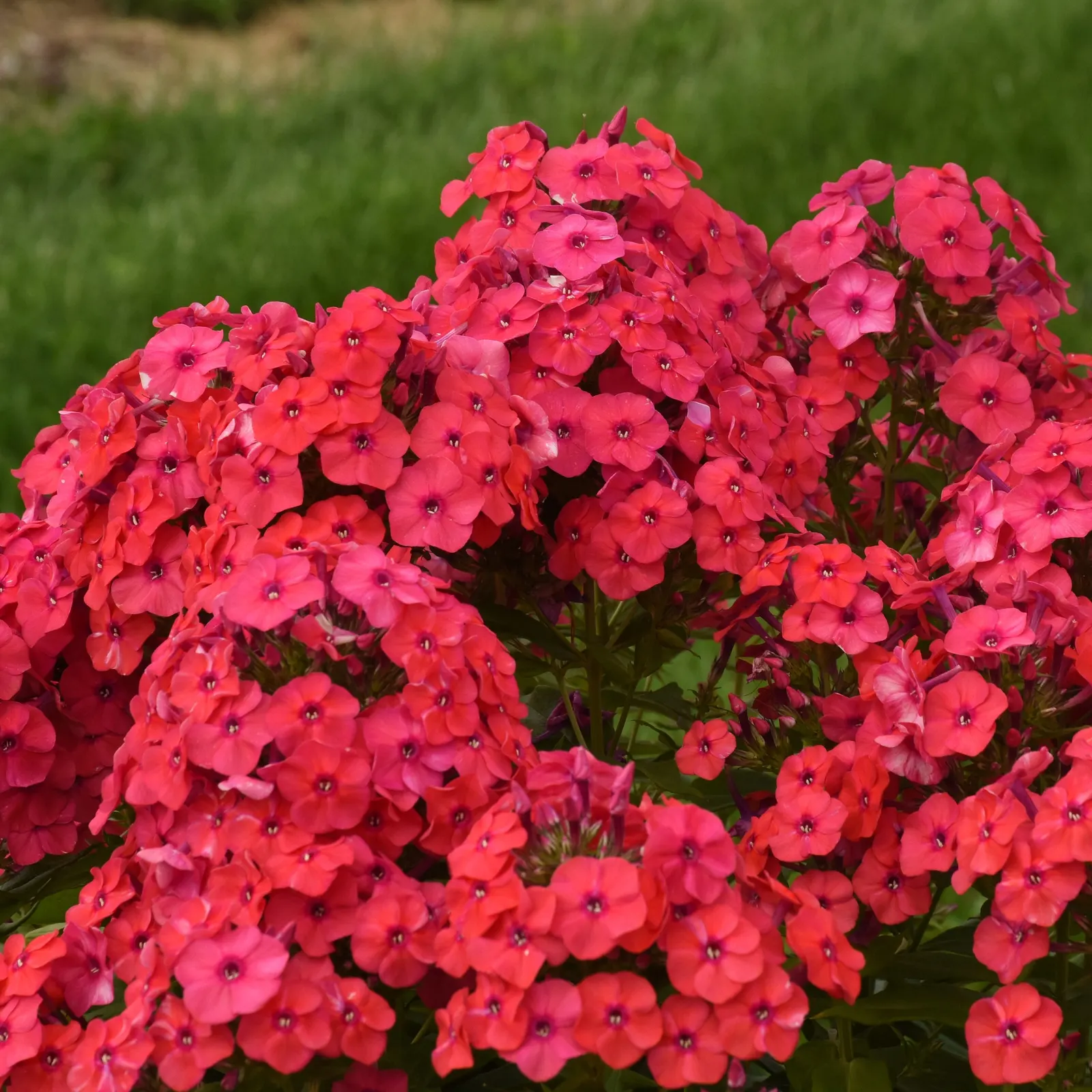'Sunset Coral' Tall Garden Phlox (Phlox paniculata) — Grow in part sun to full sun with consistently moist, well-drained average to fertile soil
