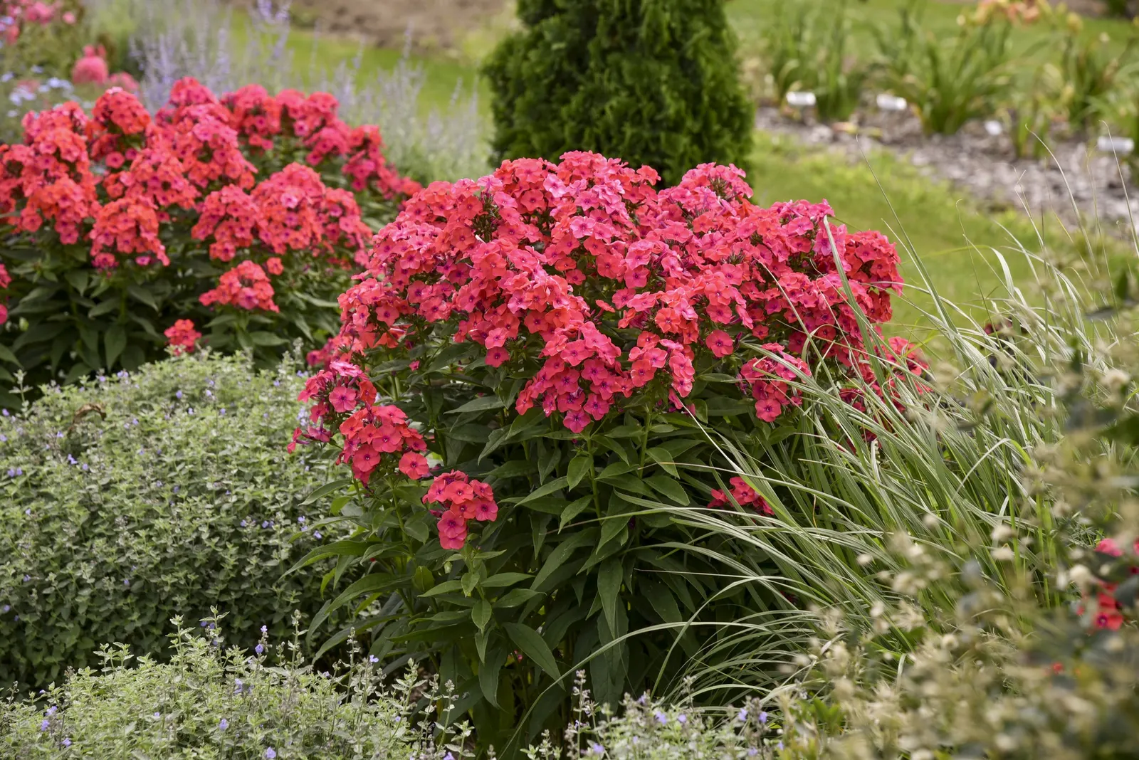 'Sunset Coral' Tall Garden Phlox (Phlox paniculata) — bringing warm summer-to-fall color to borders