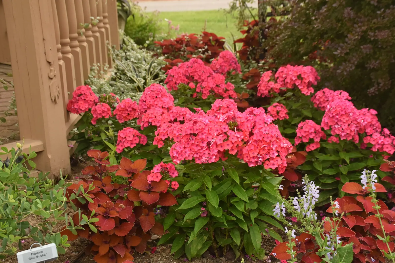 'Sunset Coral' Tall Garden Phlox (Phlox paniculata) — It grows 30-32 inches tall and wide