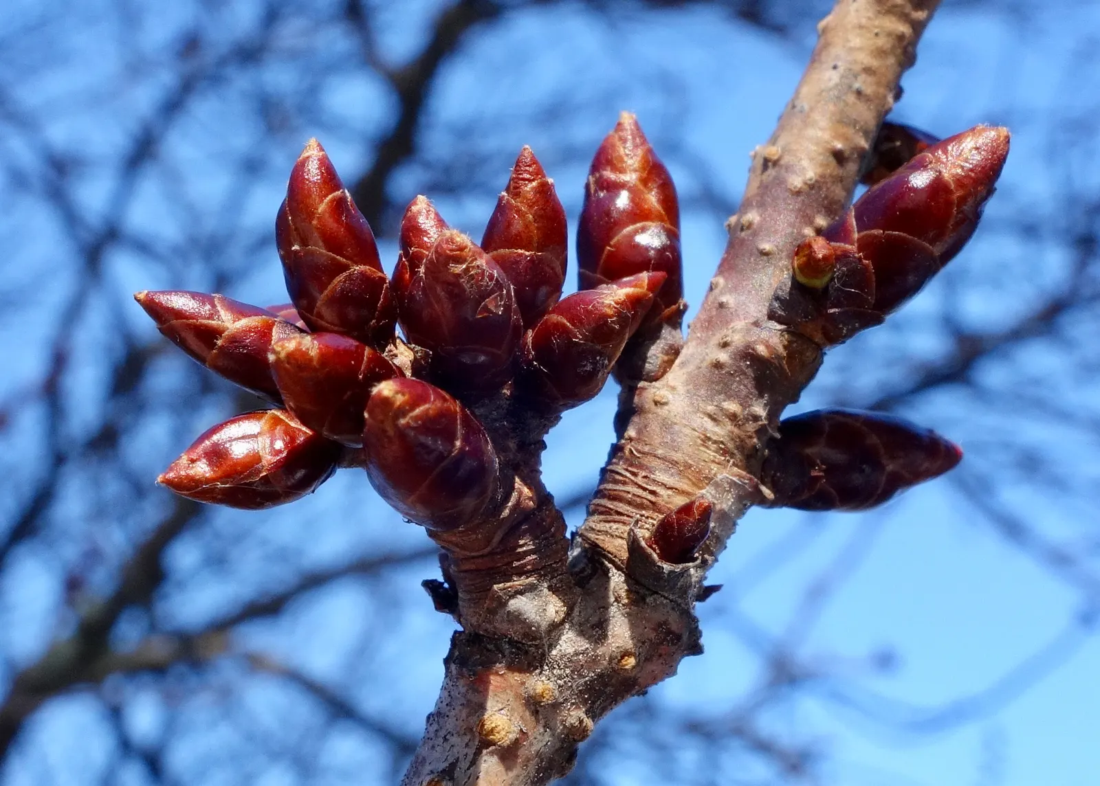 Sargent Cherry (Prunus Sargentii 'Columnaris') — Regular watering will ensure optimal growth