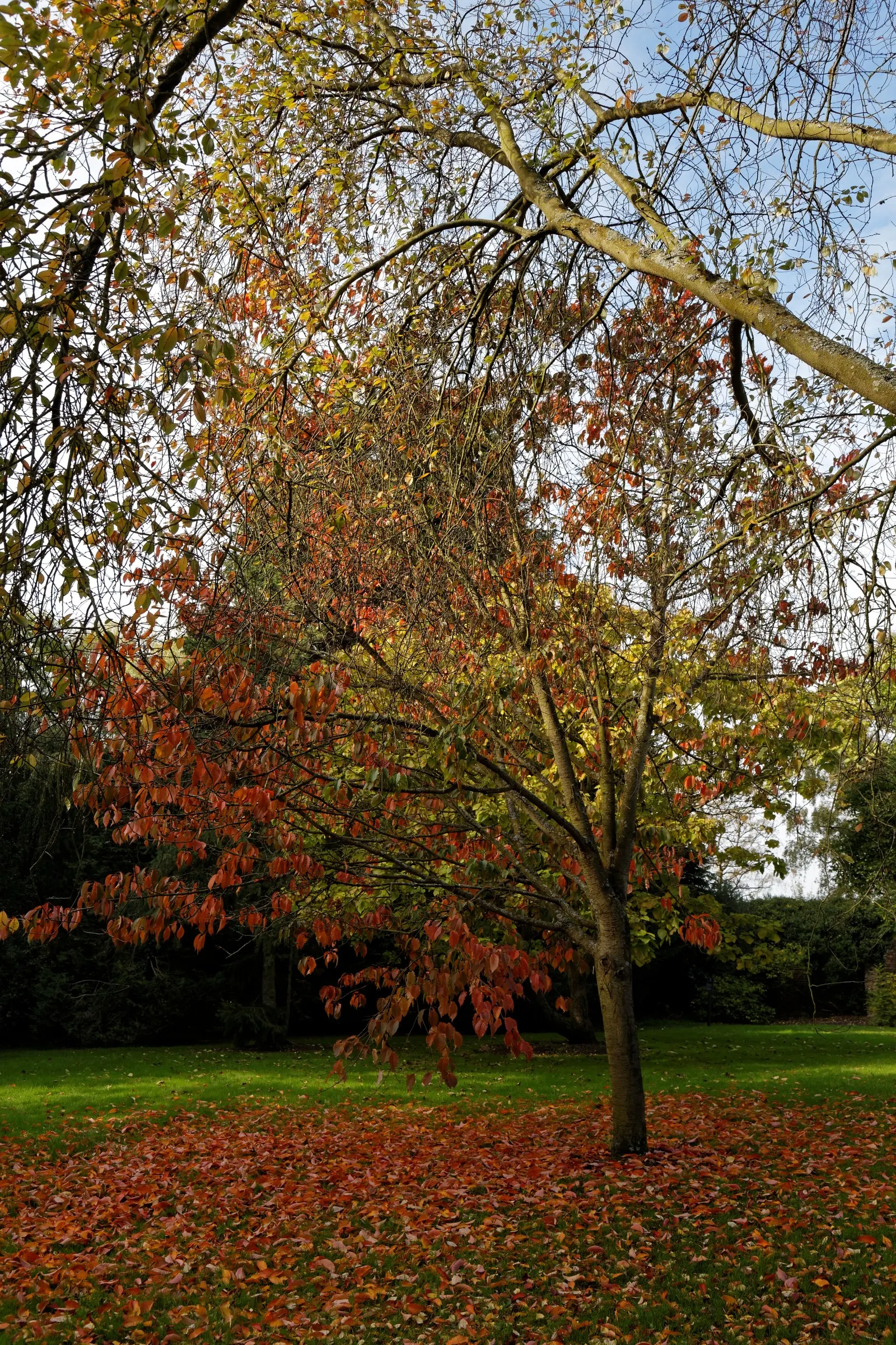 Sargent Cherry (Prunus Sargentii 'Columnaris') — This hardy species is ideal for creating vertical accents in landscapes; tree for full, image 54