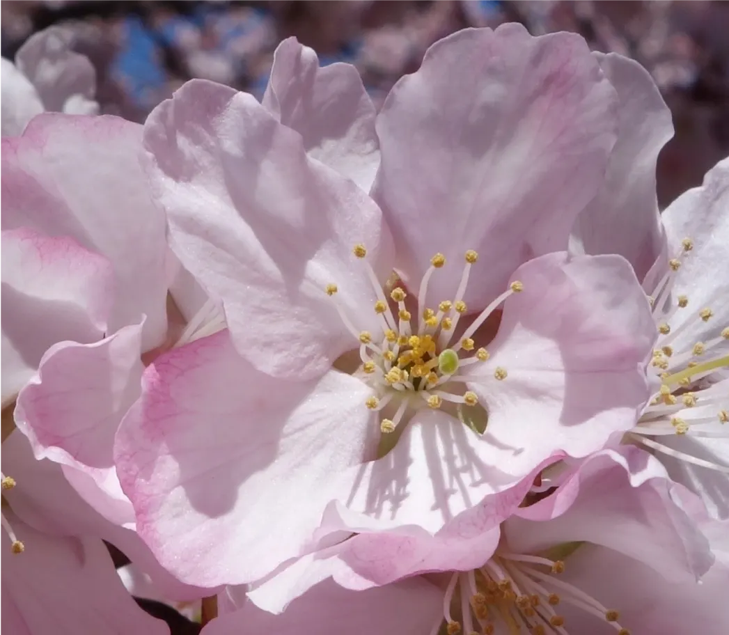Sargent Cherry (Prunus Sargentii 'Columnaris') — Expect a seasonal spectacle; although this species is known for its moderate drought tolerance once established