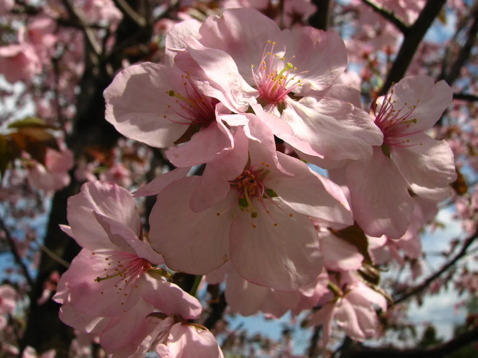 Sargent Cherry (Prunus Sargentii 'Columnaris') — upright deciduous tree standing 40 ft tall with a spread of 15 ft