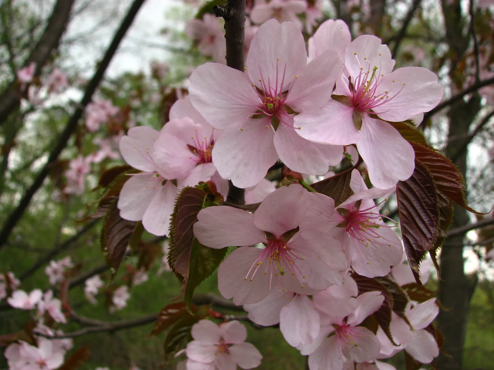 Sargent Cherry (Prunus Sargentii 'Columnaris') — adding another layer of interest