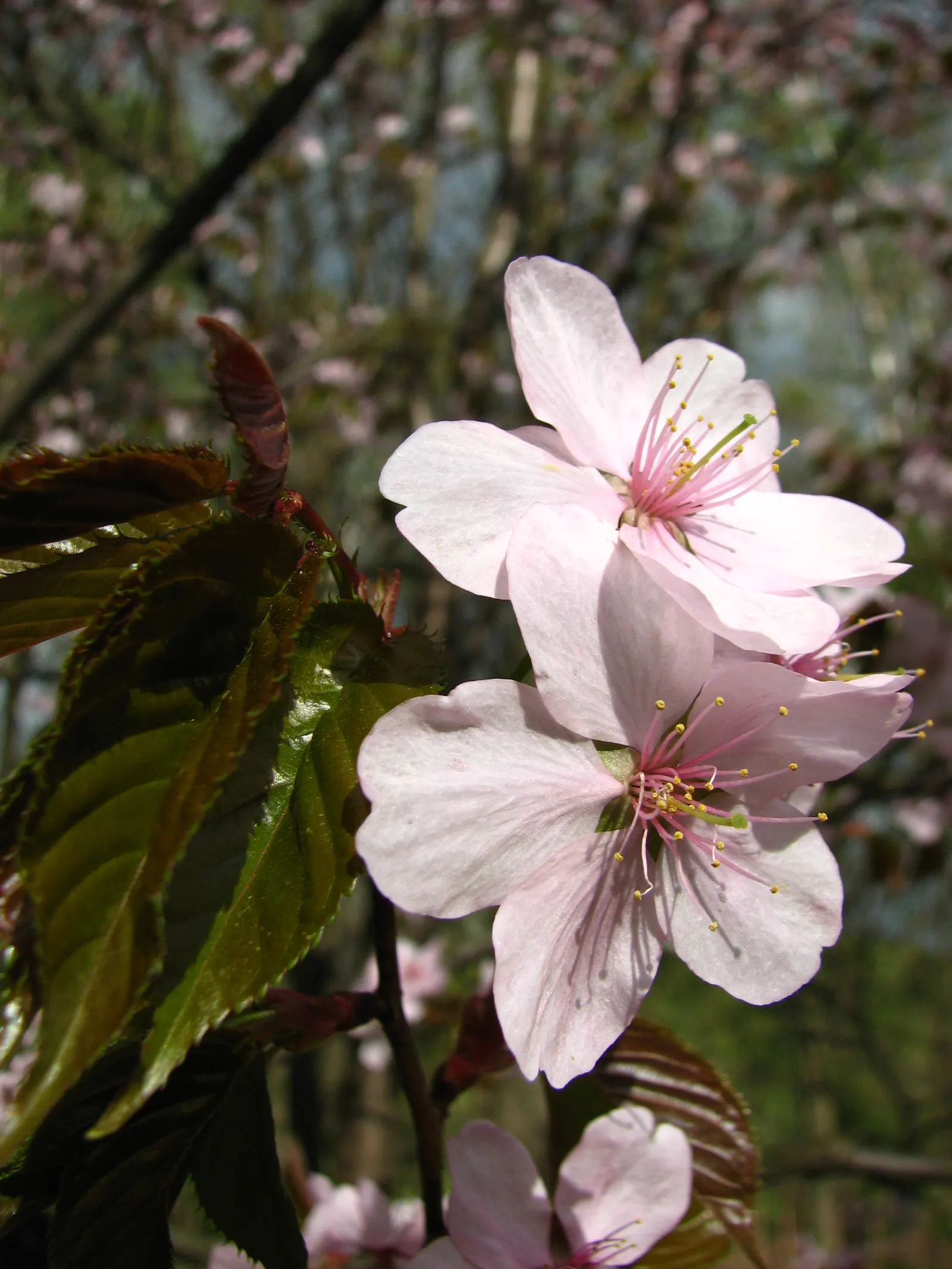 Sargent Cherry (Prunus Sargentii 'Columnaris') — tree with pink blooms