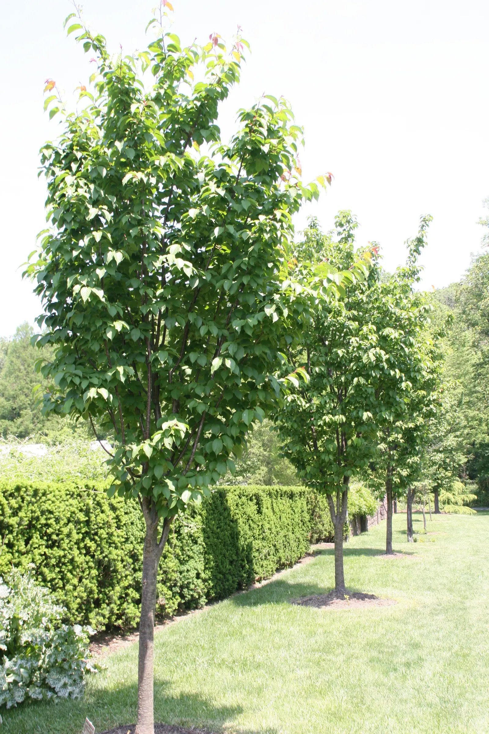 Sargent Cherry (Prunus Sargentii 'Columnaris') — Provides year-round interest and is relatively low maintenance; expect a seasonal spectacle