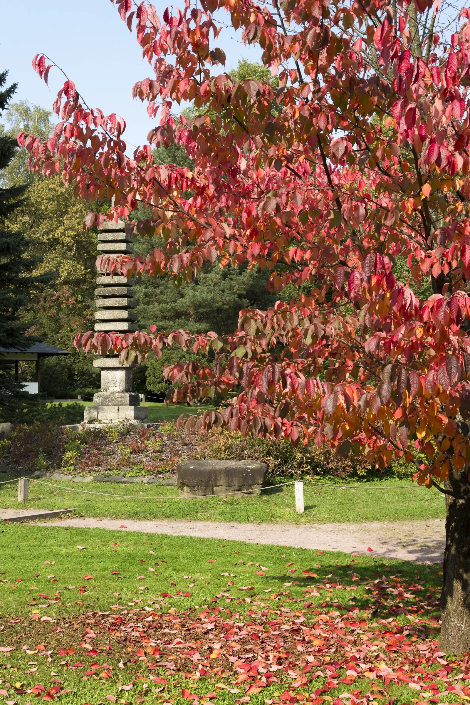 Sargent Cherry (Prunus Sargentii 'Columnaris') — it bears glossy green foliage that transitions to fiery reds in fall; the Sargent Cherry thrives, image 53