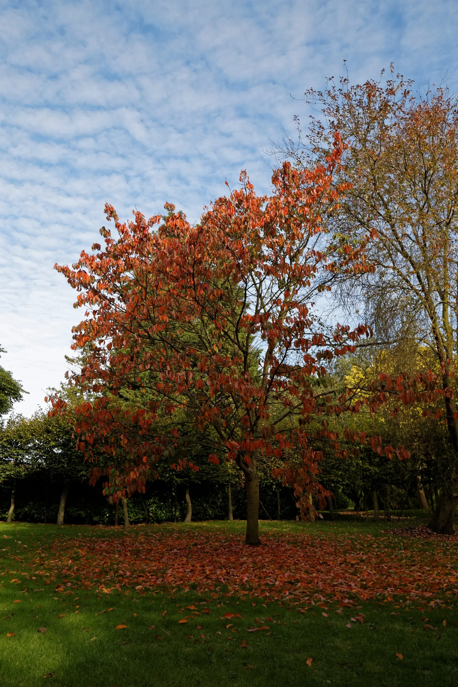 Sargent Cherry (Prunus Sargentii 'Columnaris') — Provides year-round interest and is relatively low maintenance