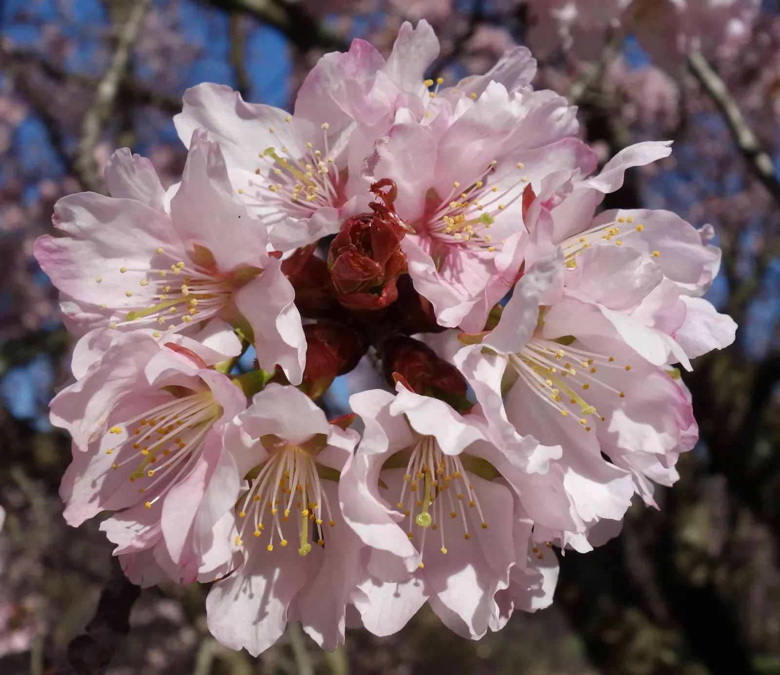 Sargent Cherry (Prunus Sargentii 'Columnaris') — Known for its vibrant pink blossoms in spring