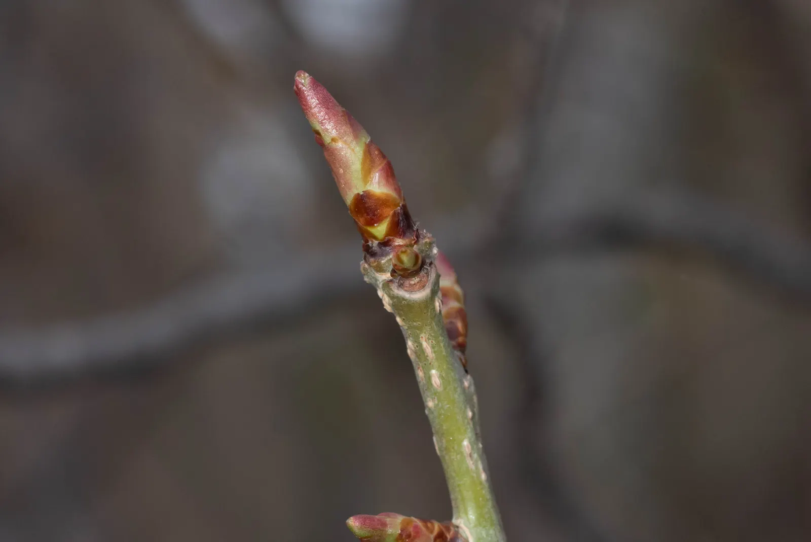 Sargent Cherry (Prunus Sargentii 'Columnaris') — This hardy species is ideal for creating vertical accents in landscapes; tree for full