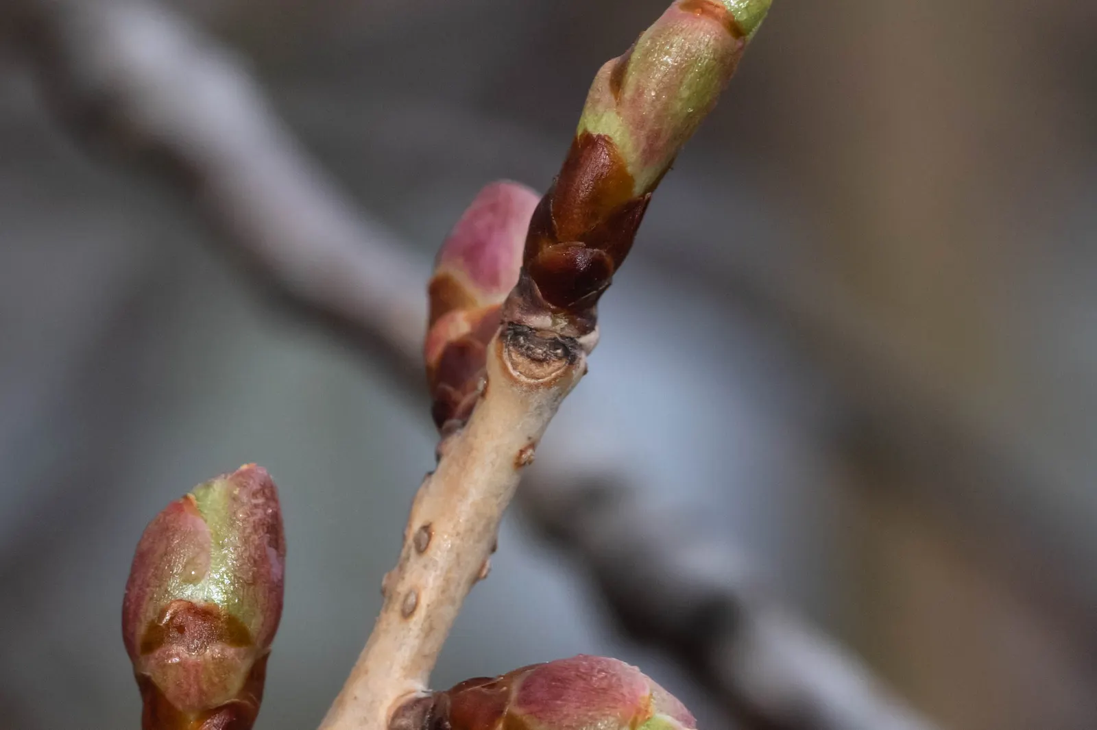 Sargent Cherry (Prunus Sargentii 'Columnaris') — The single to semi-double flowers