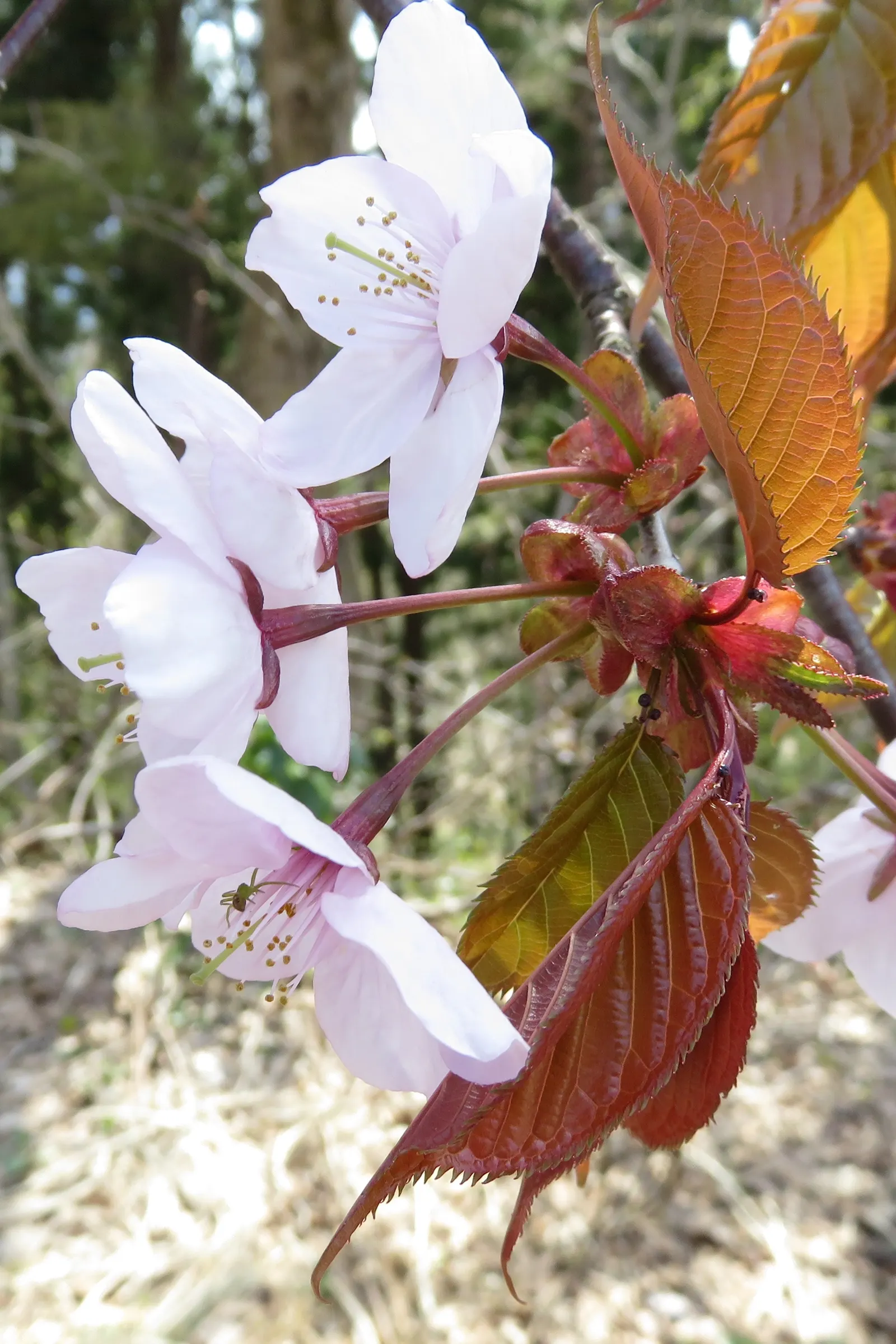 Sargent Cherry (Prunus Sargentii 'Columnaris') — tree for full